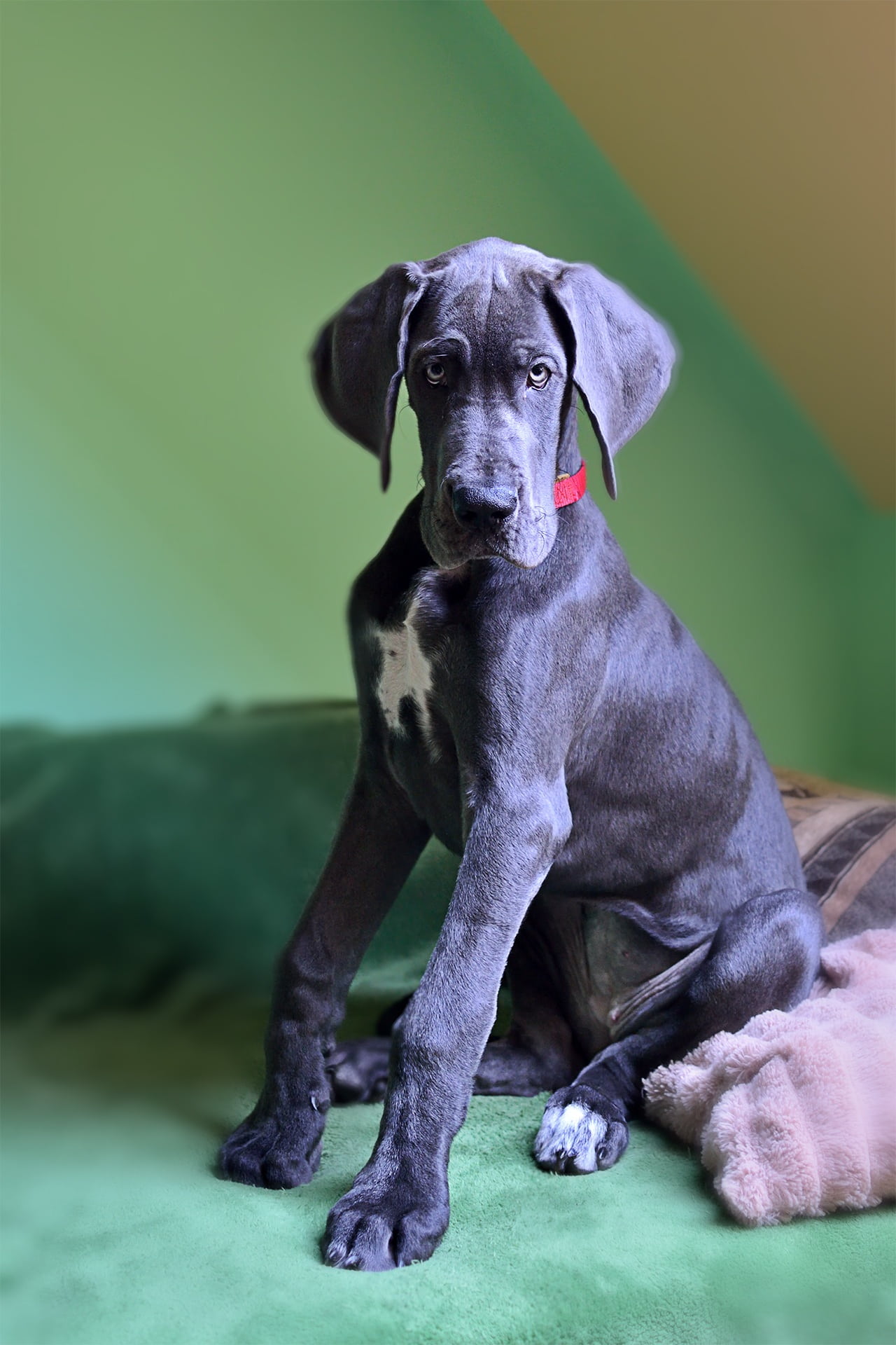 one animal, no people, focus on foreground, animal, looking, canine, home dog, full length, indoors, vertebrate, cute, looking at camera, domestic animals, Phone HD Wallpaper