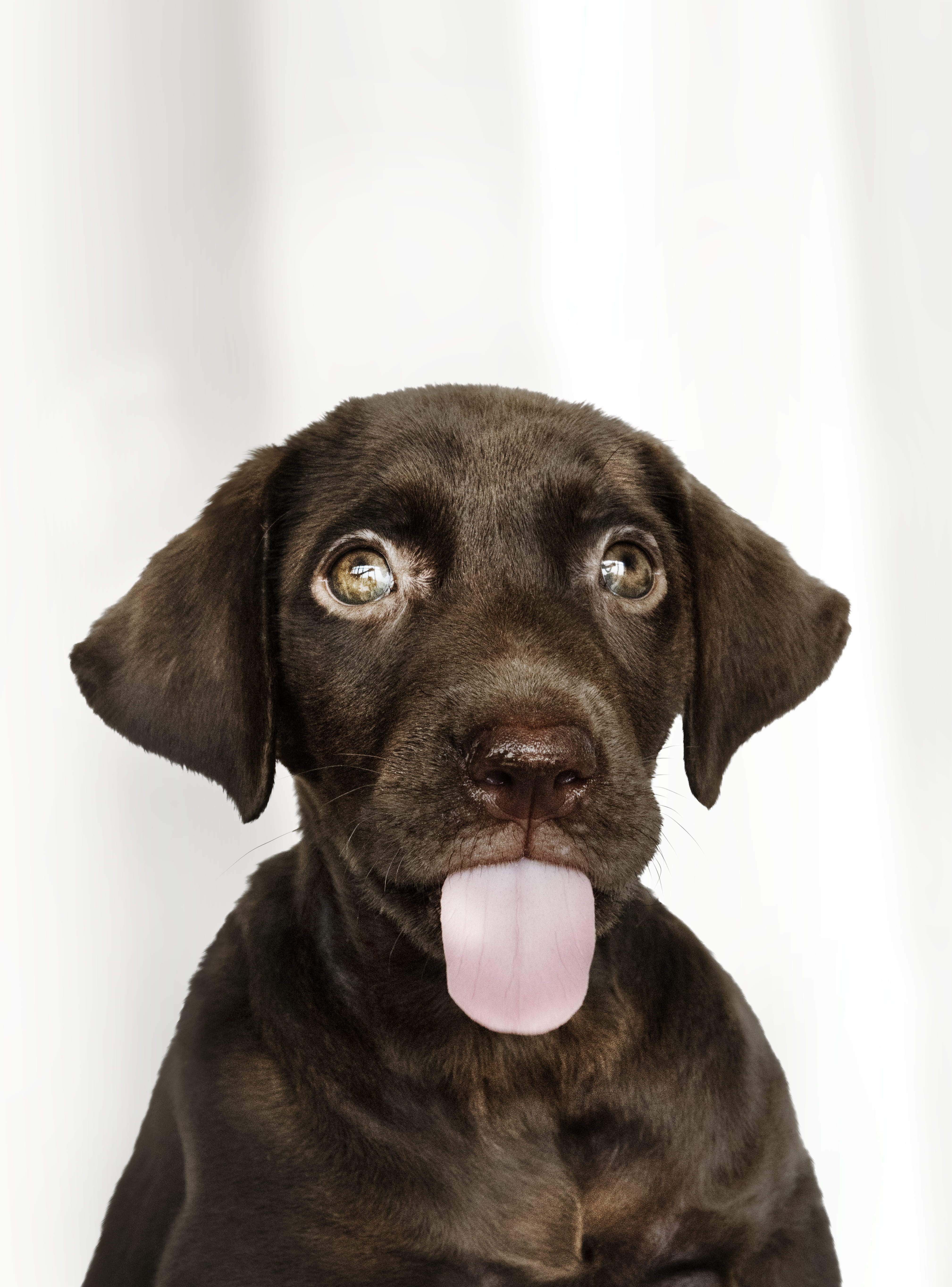 brown, animal, pup, one animal, animal eye, animal body part, mammal, labrador retriever, brownish, pooch, looking at camera, labrador, animal head, animal themes, Phone HD Wallpaper