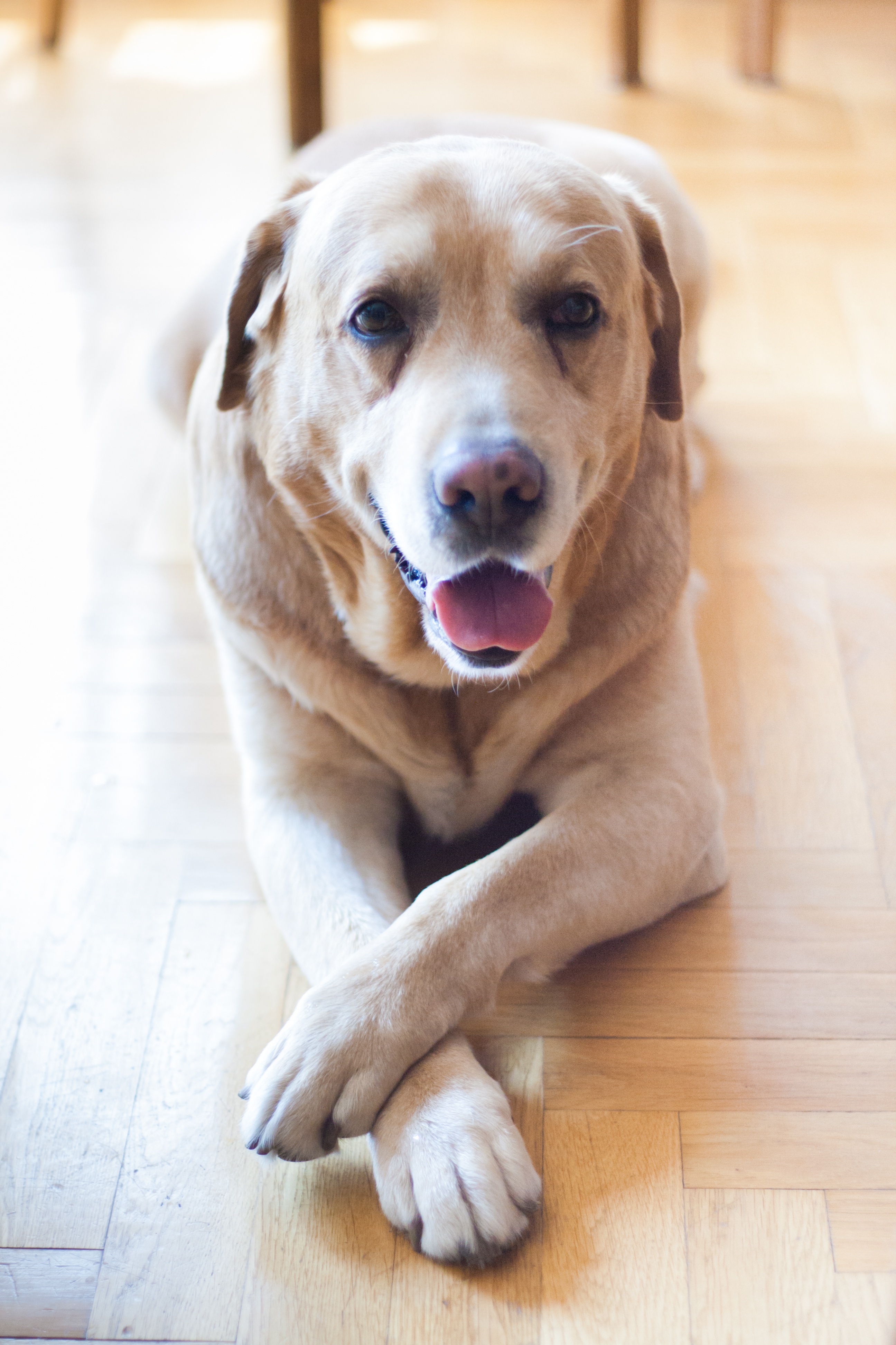 domestic Animals, animal themes, 4K, weimaraner, labrador, wooden, laying, shift, indoors, adult, brown, lens, wood, animal, hardwood floor, purebred Dog, Phone HD Wallpaper