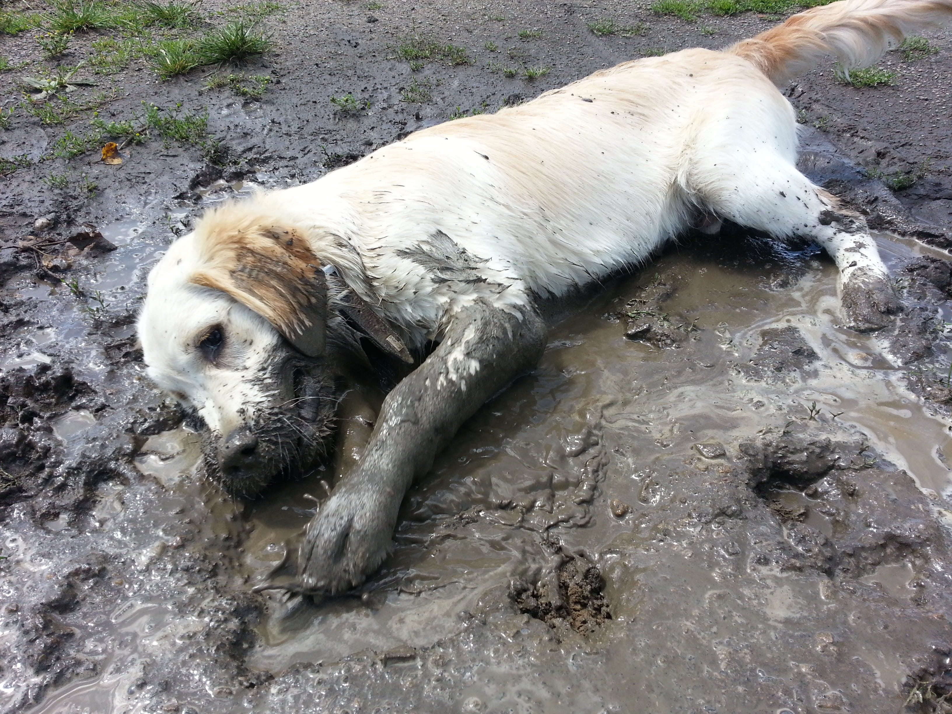 no people, retriever, spout, high angle view, yellow, plays, day, pets, lying down, mud, daytime, outdoors, sleeping, purebred dog, mammal, vertebrate, HD Wallpaper