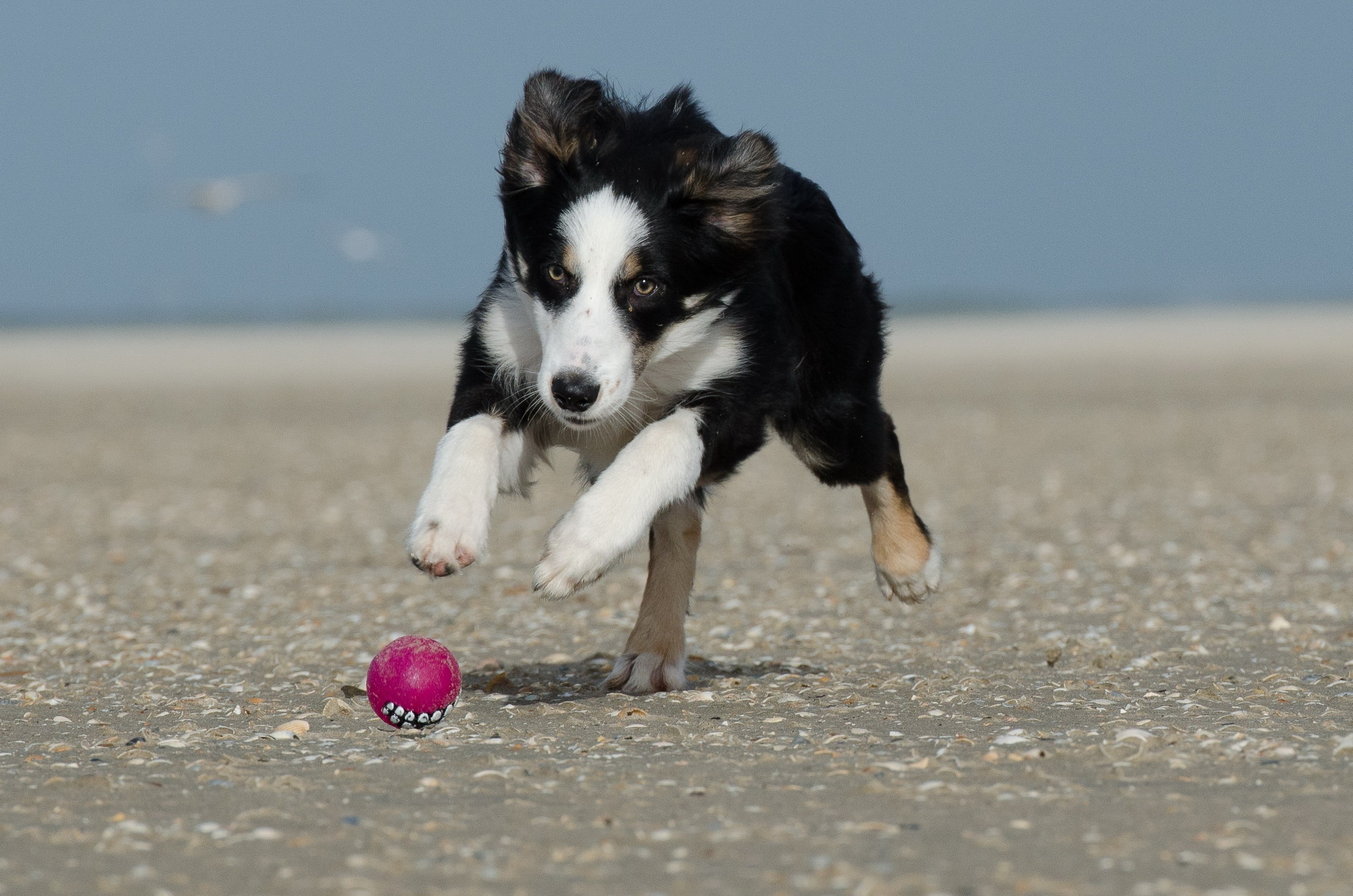 1080P, animal themes, british sheepdog, purebred dog, white, chasing, nature, day, apport, brown, mammal, pets, canine, no people, domestic, pink, border Collie, HD Wallpaper