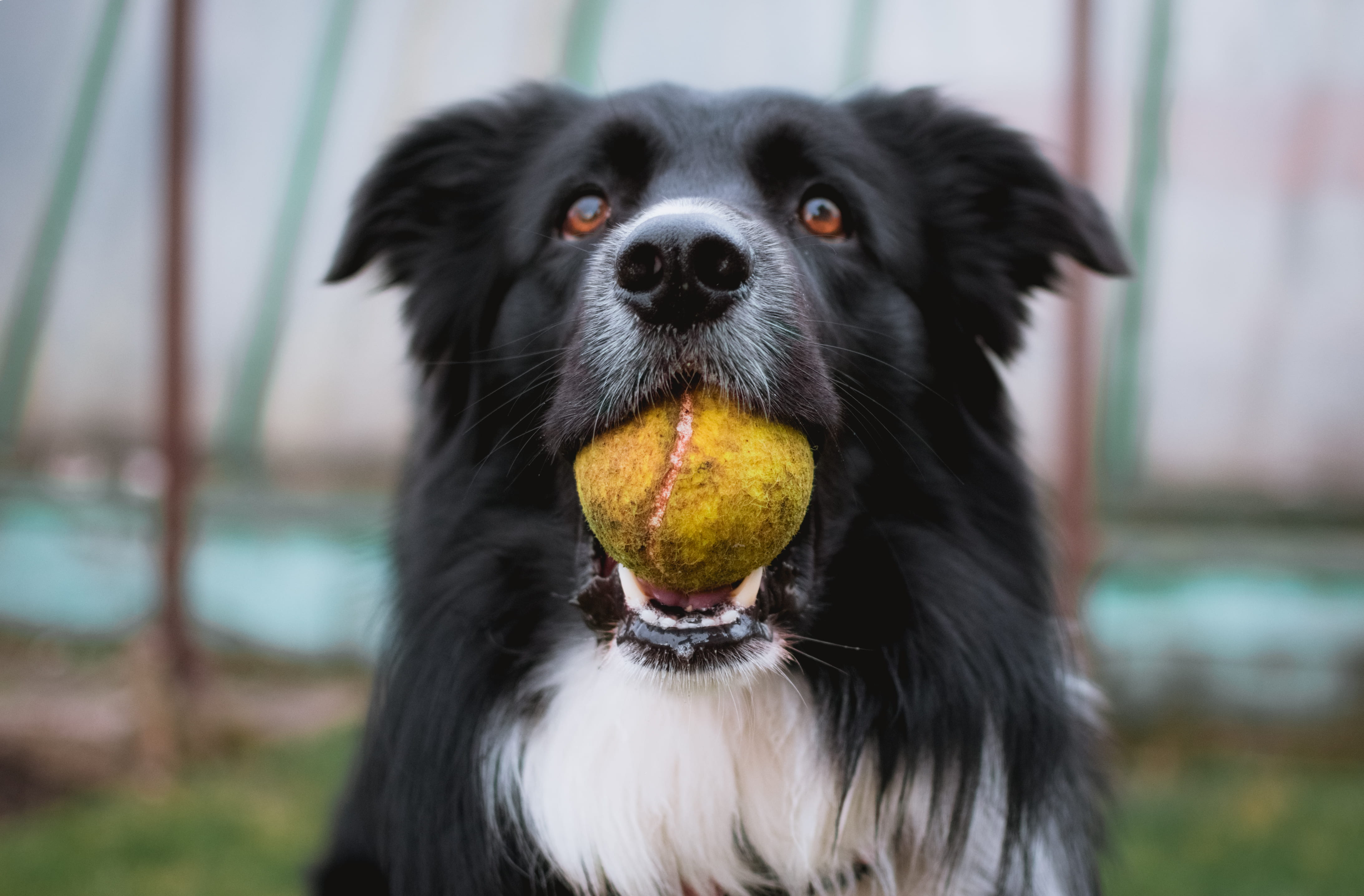 close-up, nose, animal themes, black color, animal head, garden, tennis, walk, no people, play, collie, day, one animal, coated, long, mammal, swallowing, HD Wallpaper