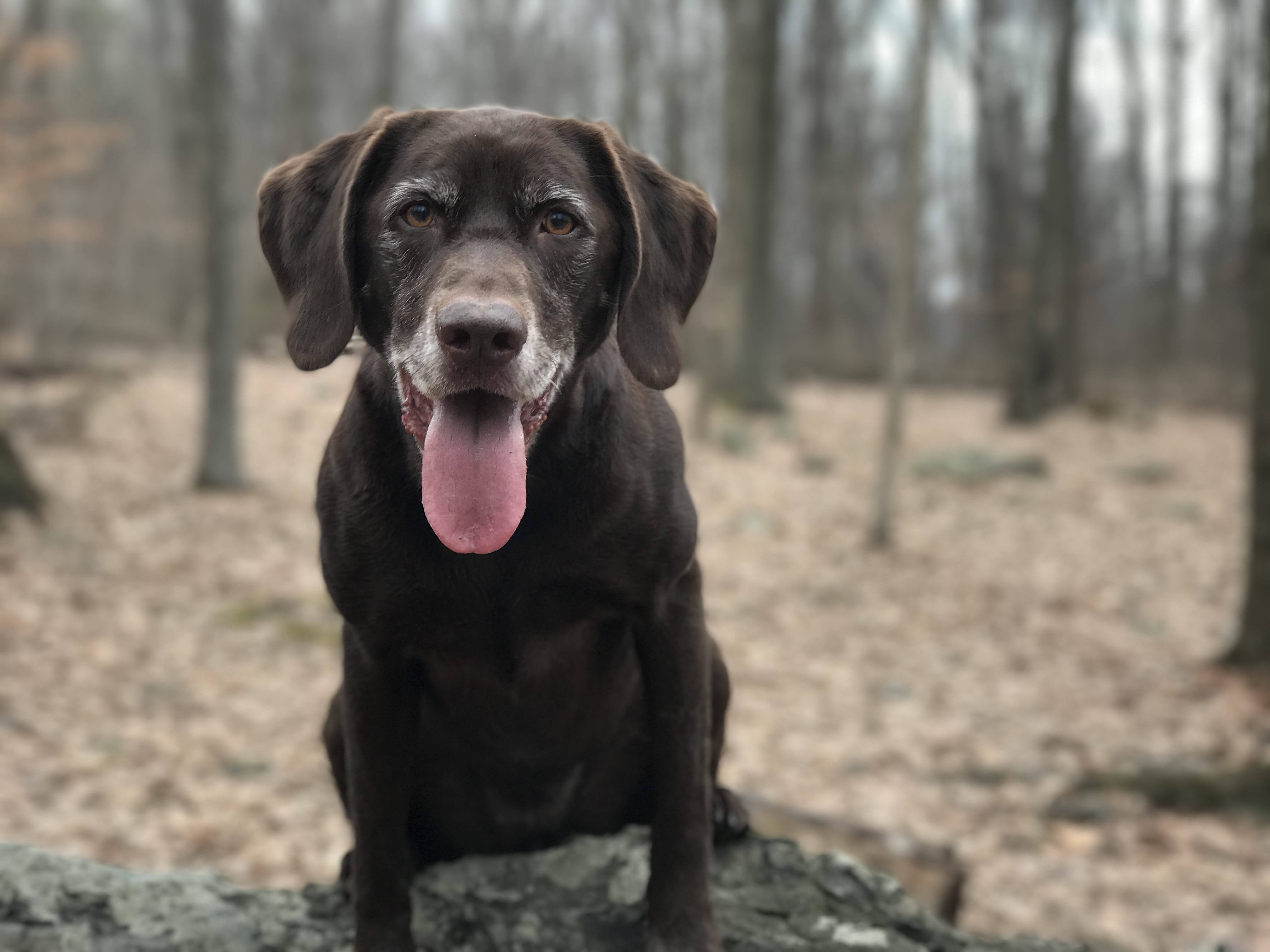 Chocolate Labrador, cute, looking, vertebrate, animal, young, sticking out tongue, mammal, focus on foreground, happy, close, puppy, portrait, brown, adorable, HD Wallpaper
