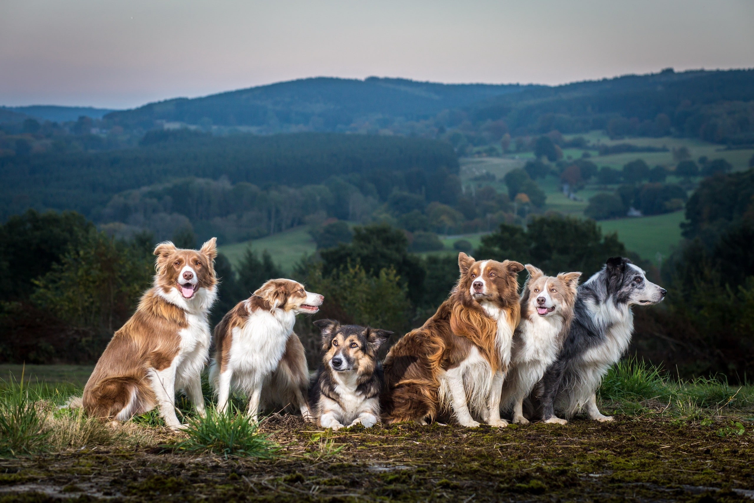 animals, dog, Collie, 2K, HD Wallpaper