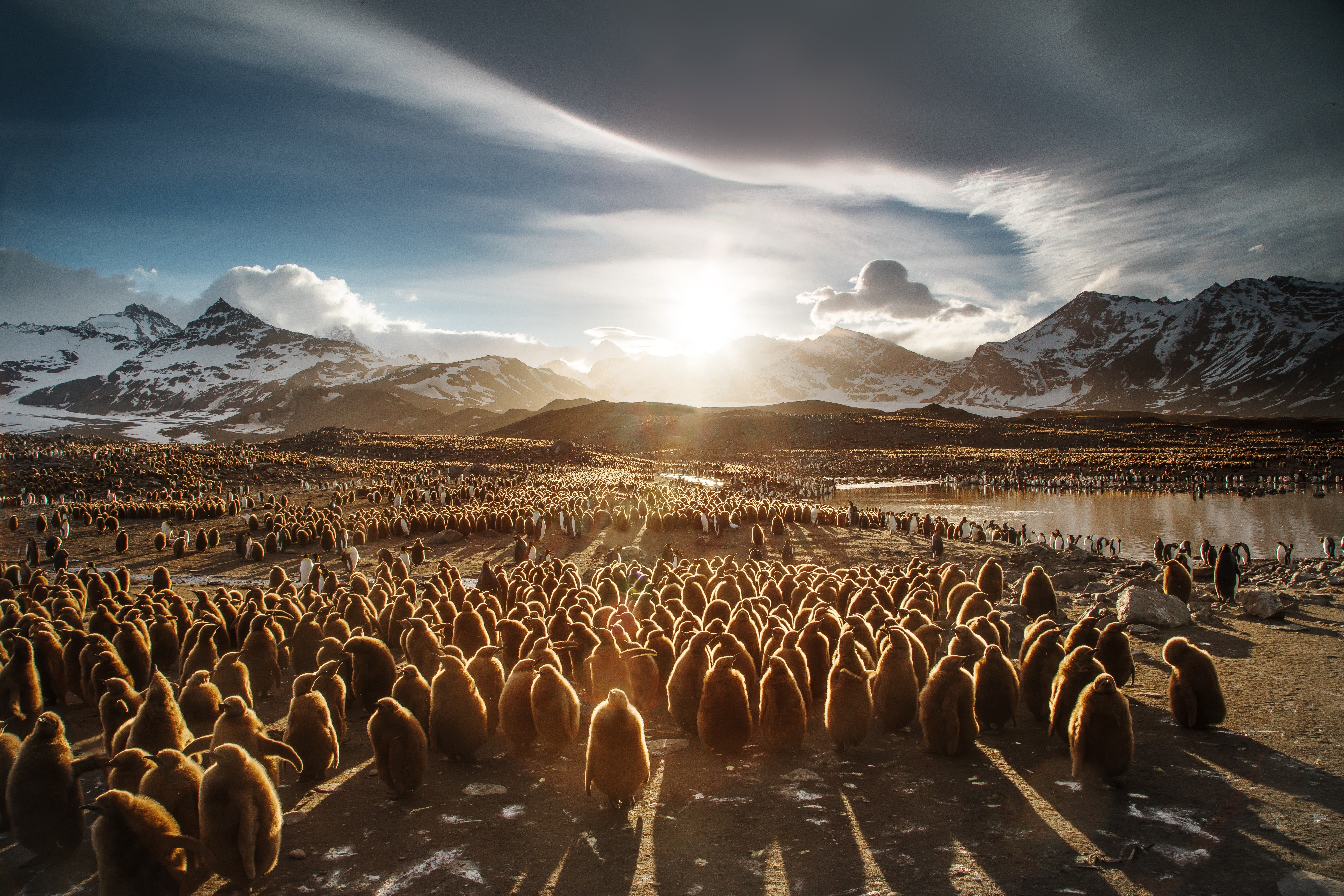 King penguins, 5K, 5K, Penguins, Chicks, South Georgia and the South Sandwich Islands, HD Wallpaper
