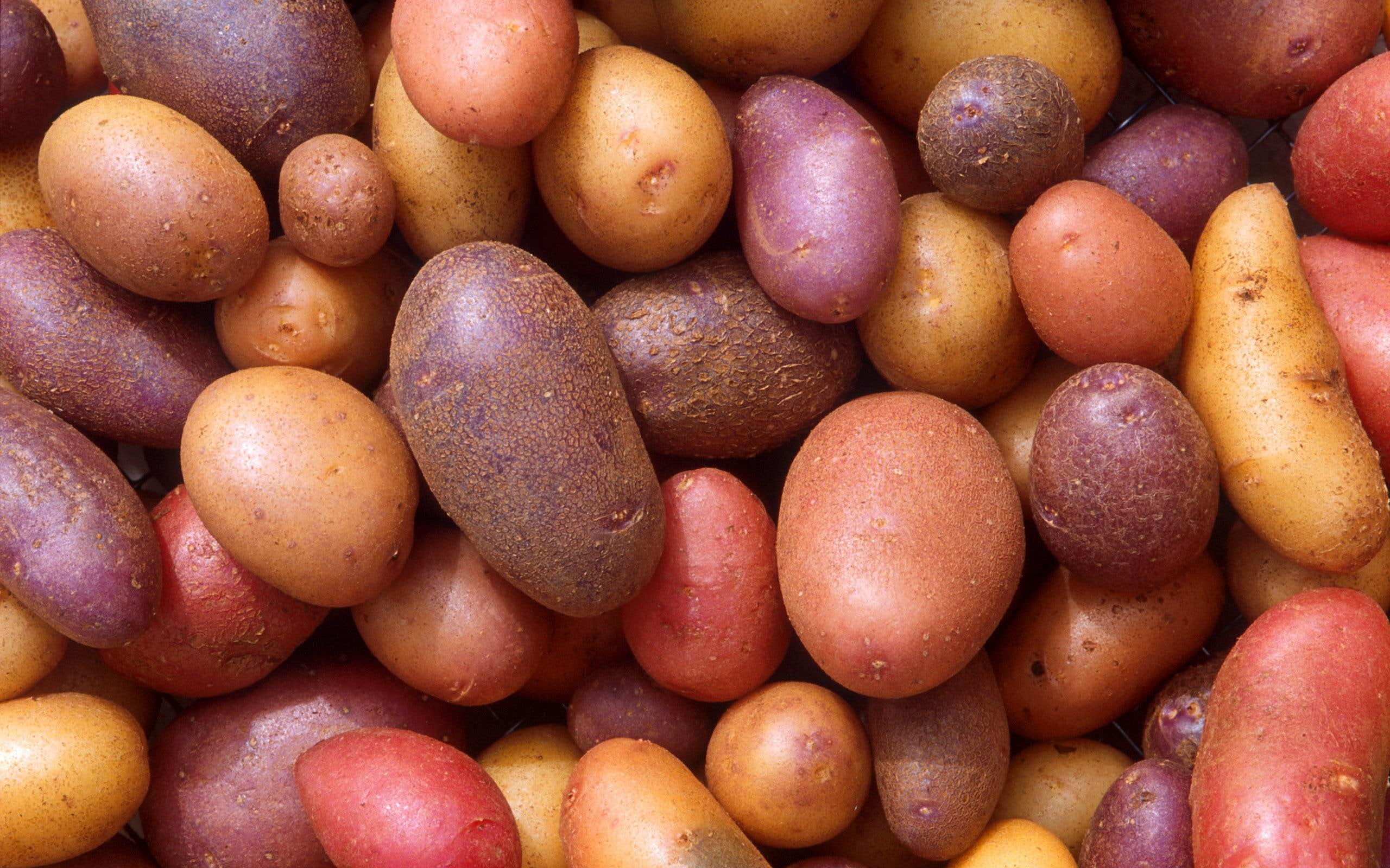 2K, potato, 2560x1600, potatoes, photography, fruits, vegetables, HD Wallpaper