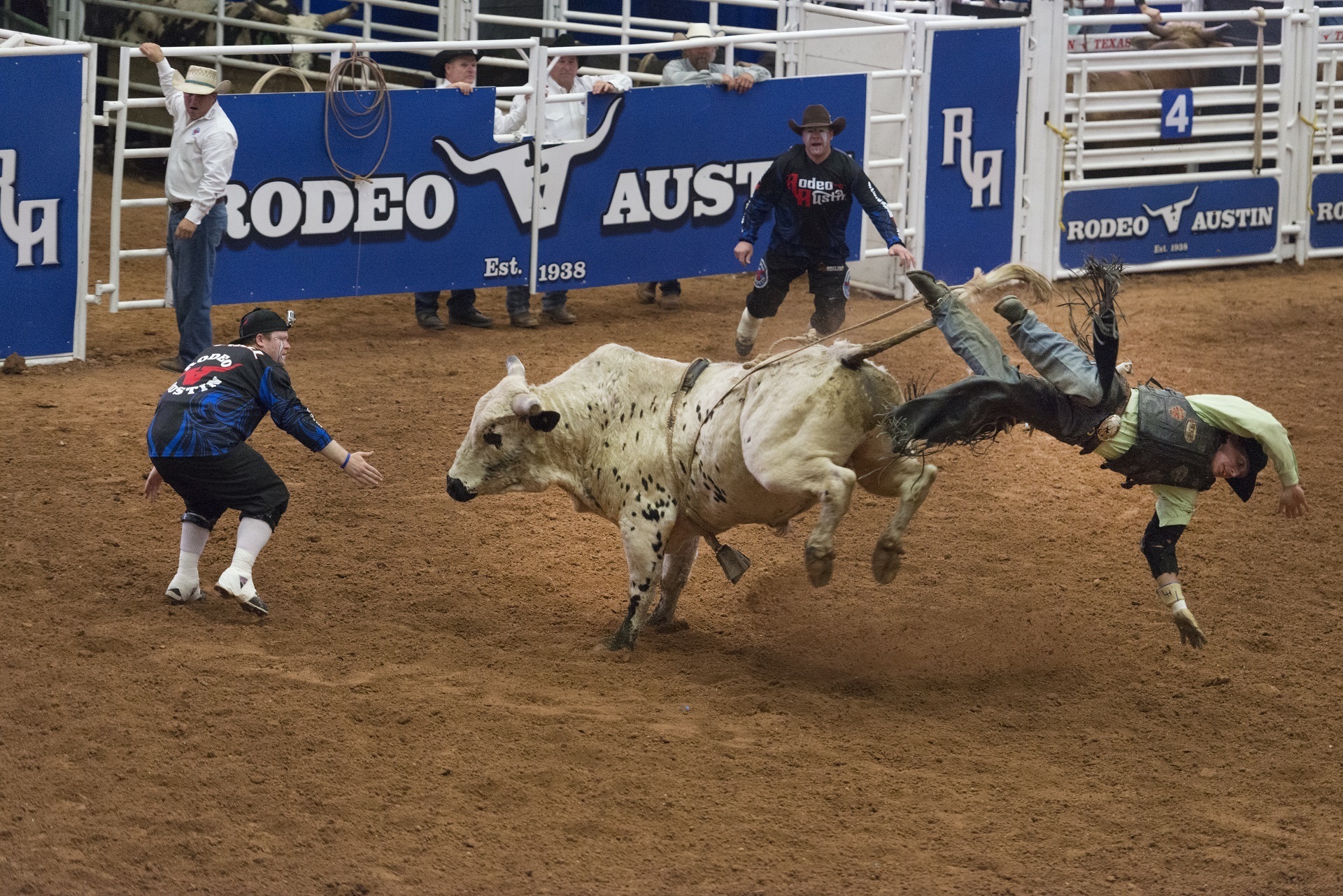 cattle, group of animals, man, text, lifestyle, ride, livestock, day, real people, action, spurs, domestic, pets, bareback, herbivorous, rodeo, cow, running, HD Wallpaper