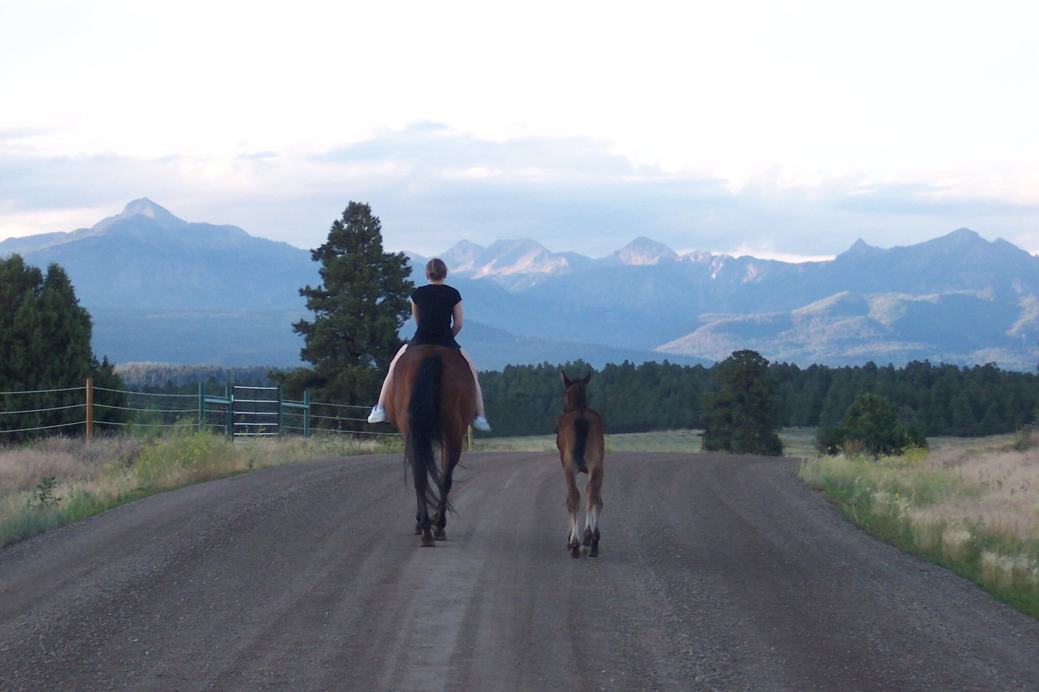 full length, transportation, lifestyles, Foal, ranch, outdoors, mountain range, Mountains, direction, leisure activity, pagosa springs, mother, Mare, pines, HD Wallpaper