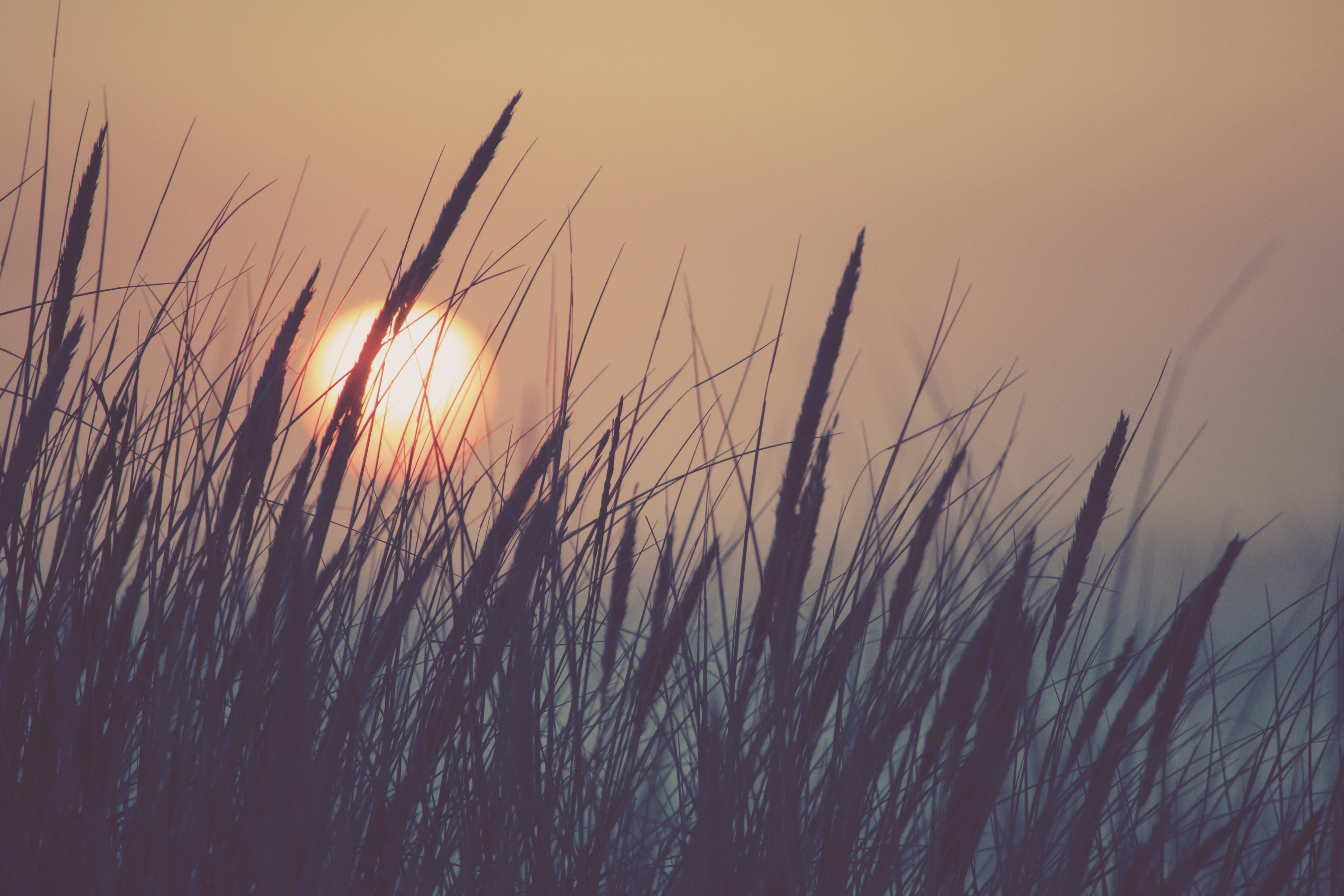 mood, evening, orange, south of france, plant, light, nature, atmospheric, setting sun, twilight, waters, focus on foreground, scenics - nature, tranquil scene, HD Wallpaper