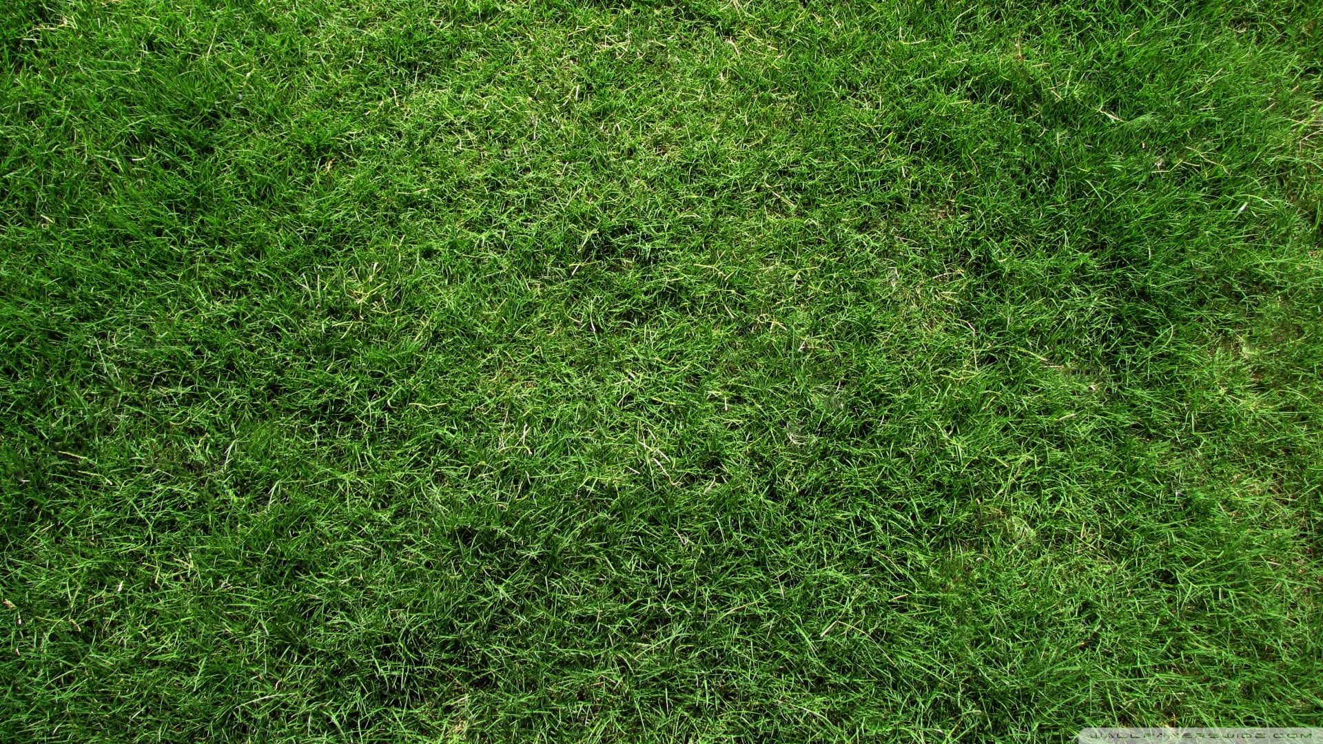1080P, soccer, playing field, no people, foliage, grass, high angle view, backgrounds, green color, green, lush foliage, sod, plants, day, lawn, field, HD Wallpaper