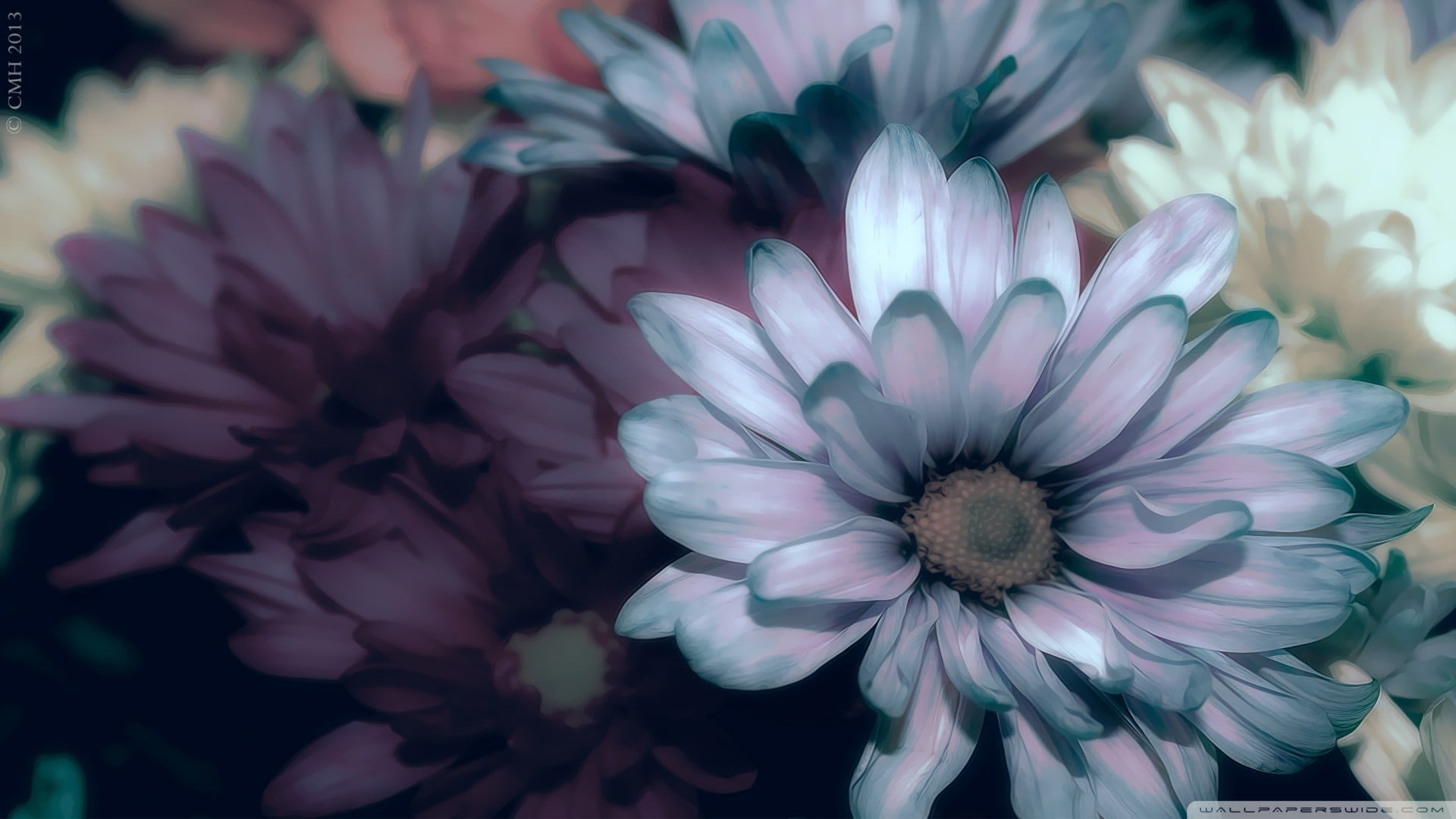 fragility, petal, flowering plant, 1080P, watermarked, growth, focus on foreground, flower, flower head, no people, vulnerability, blue, beauty in nature, HD Wallpaper