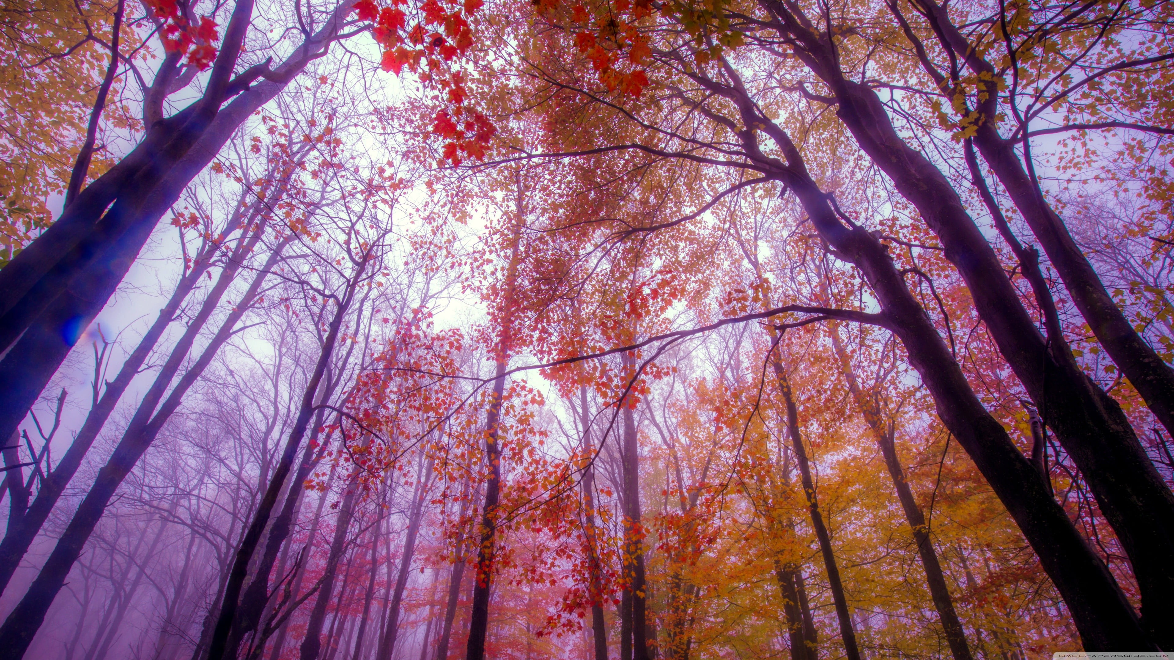 bamboo - plant, change, tree, beauty in nature, forest, bare tree, autumn, watermarked, land, woodland, outdoors, no people, low angle view, red, trunk, HD Wallpaper
