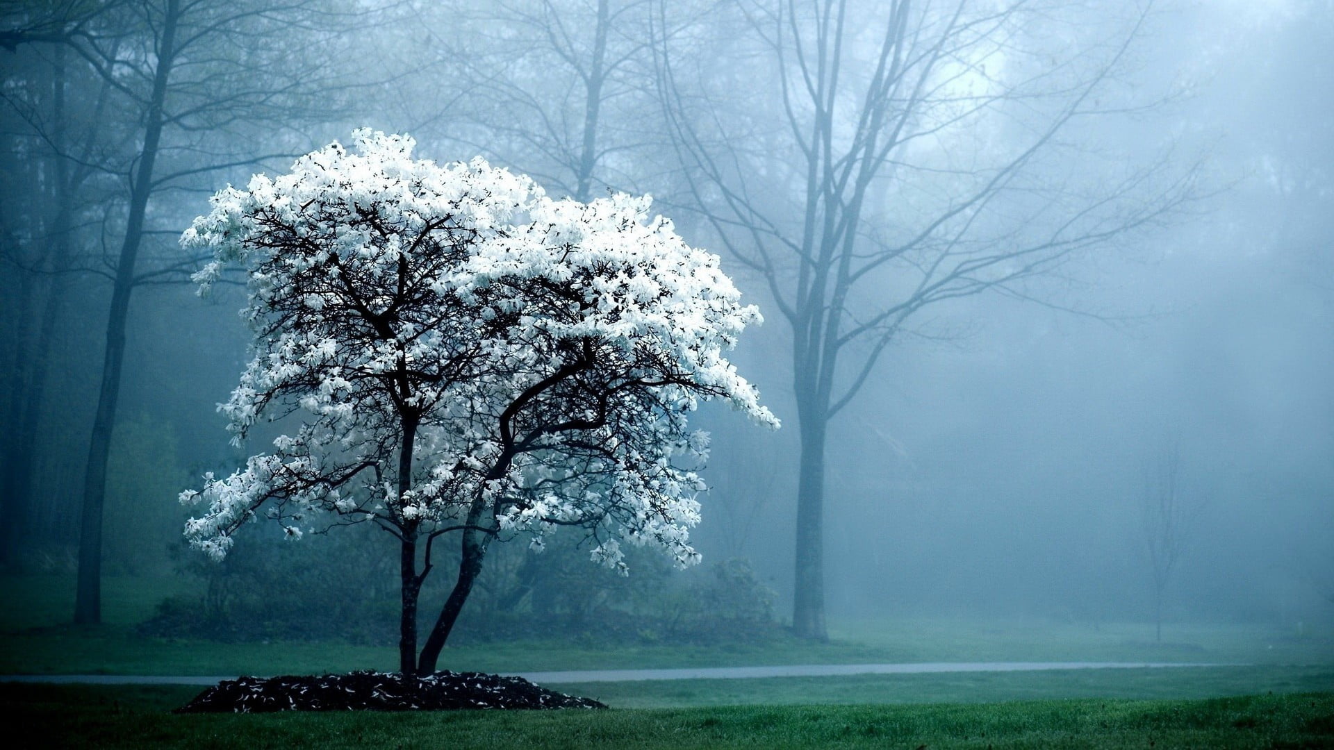 1080P, fog, nature, watermarked, cherry blossom, winter, white, land, no people, scenics - nature, growth, tranquil scene, flower, cold temperature, tranquility, HD Wallpaper