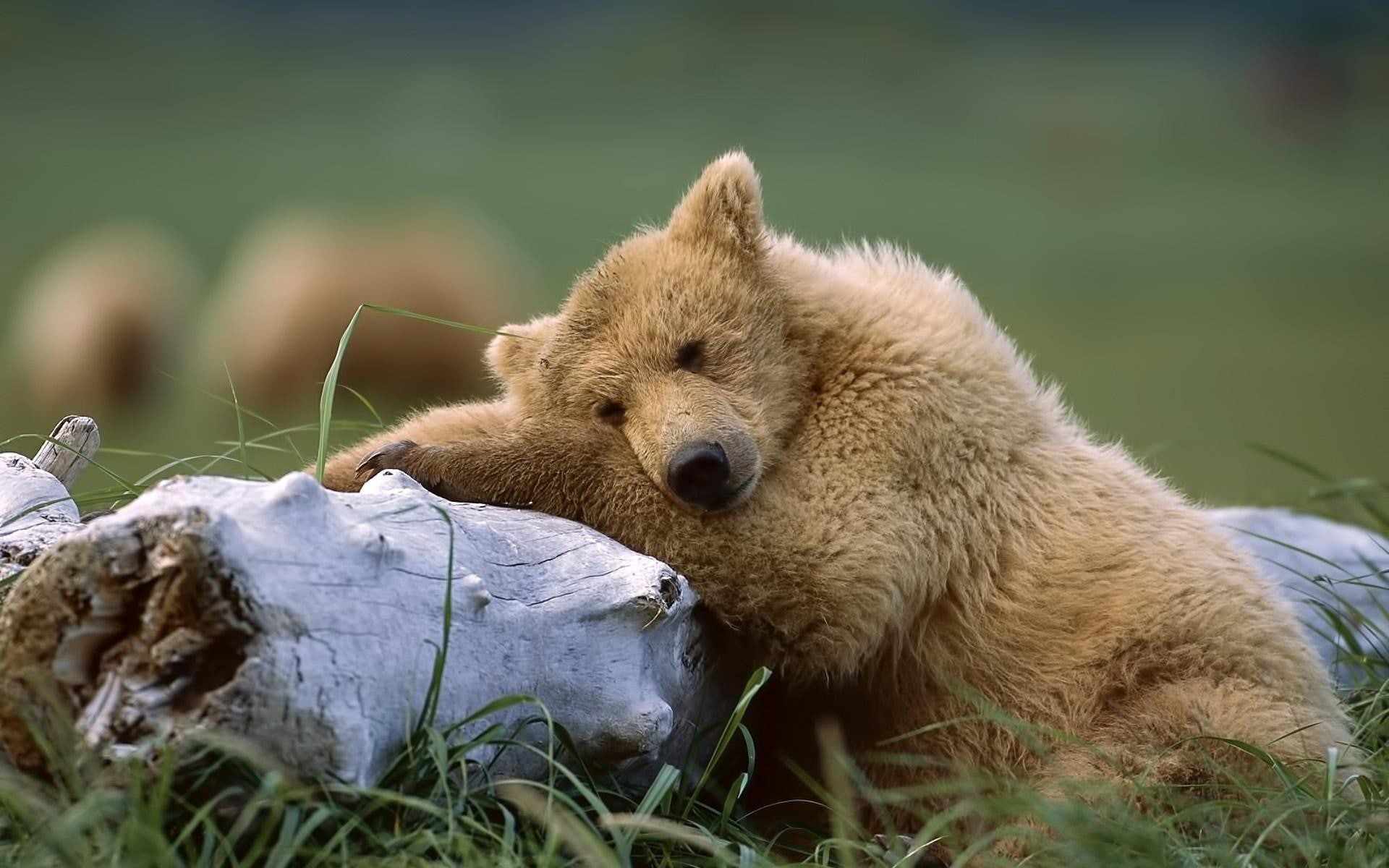 bears, animals, polar bears, 1080P, nature, HD Wallpaper