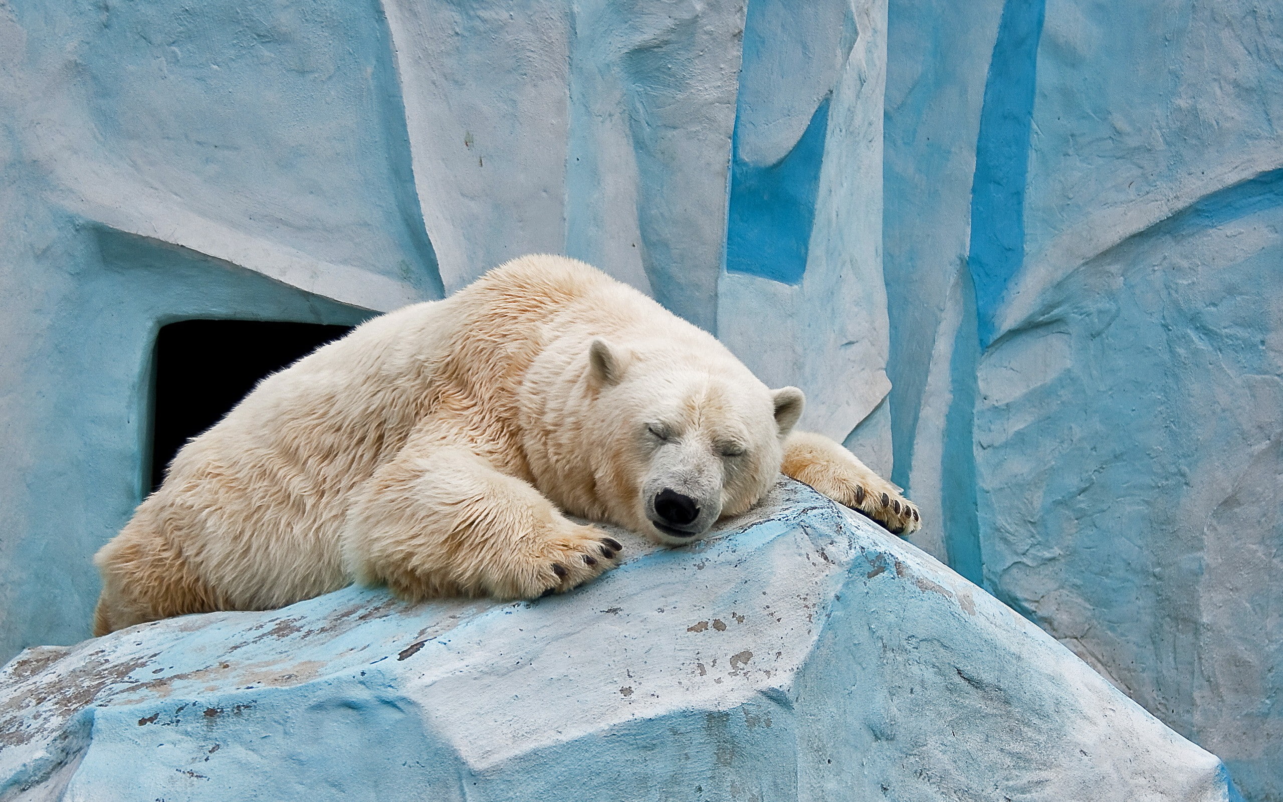 animals, animal themes, zoology, rock - object, solid, zoo, animals in the wild, rock, mammal, resting, animal, animals in captivity, one animal, polar bears, HD Wallpaper