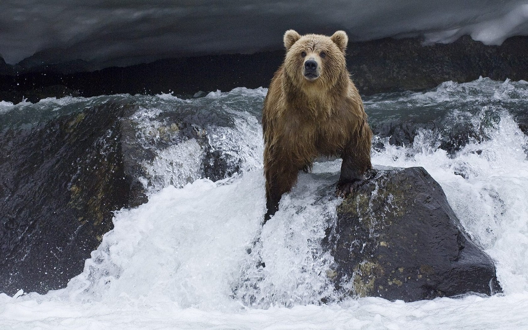 animal themes, solid, water, outdoors, rock - object, animals in the wild, bears, mammal, rock, vertebrate, animals, one animal, bear, nature, animal, sea, HD Wallpaper