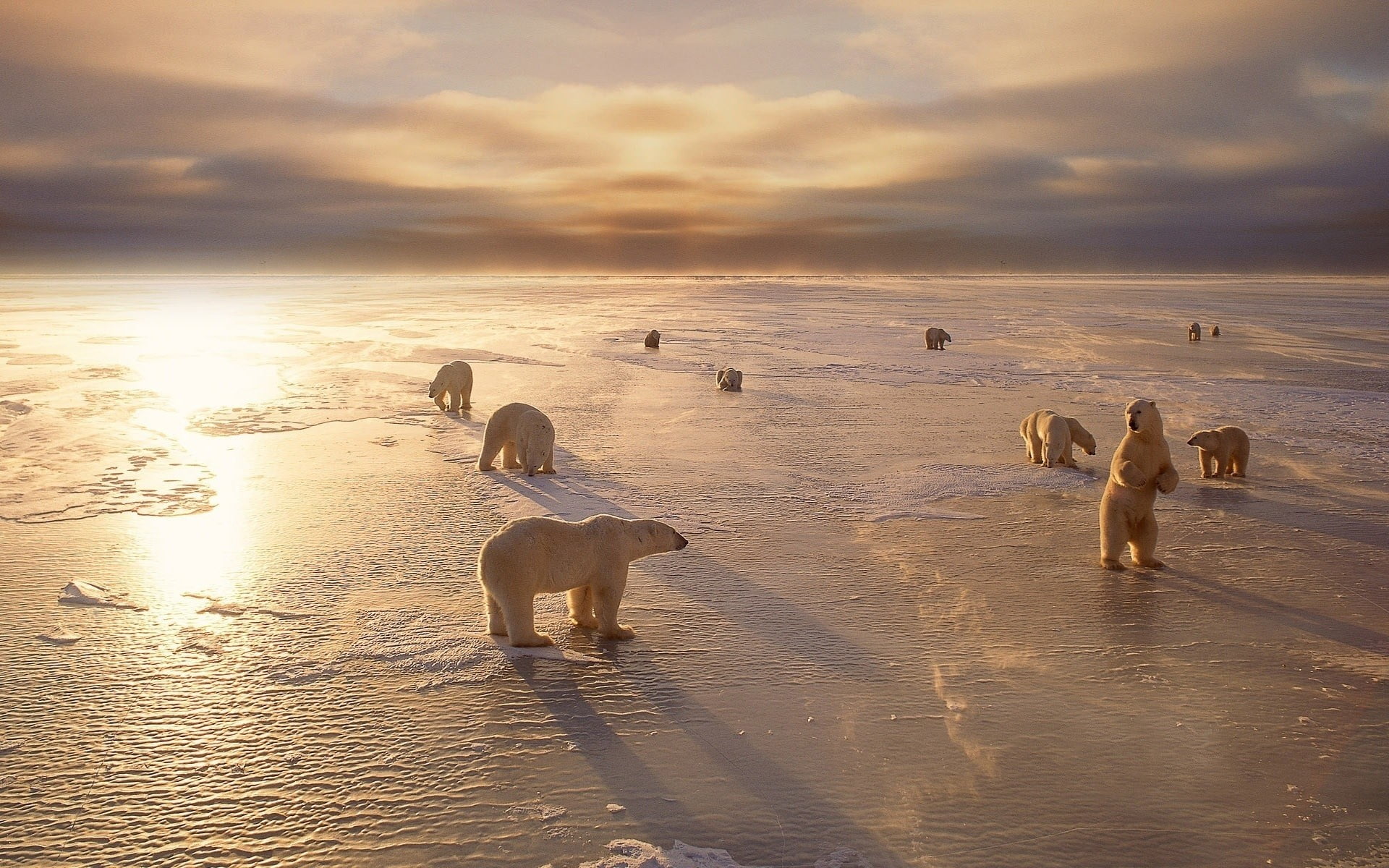 no people, sea, white, reflection, animal wildlife, cloud - sky, nature, 1080P, beach, scenics - nature, sunset, bears, animals in the wild, bird, land, HD Wallpaper