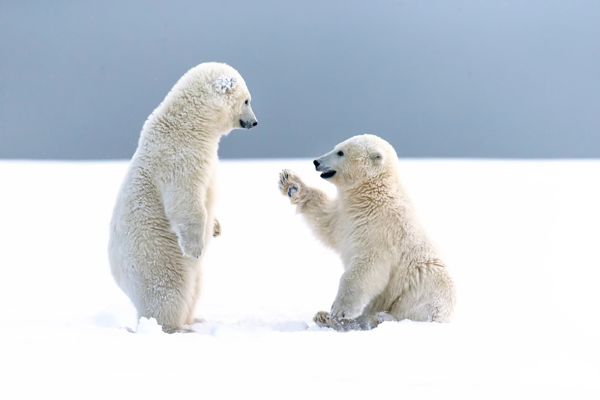 animals, polar bears, 1080P, baby animals, cubs, snow, bears, HD Wallpaper