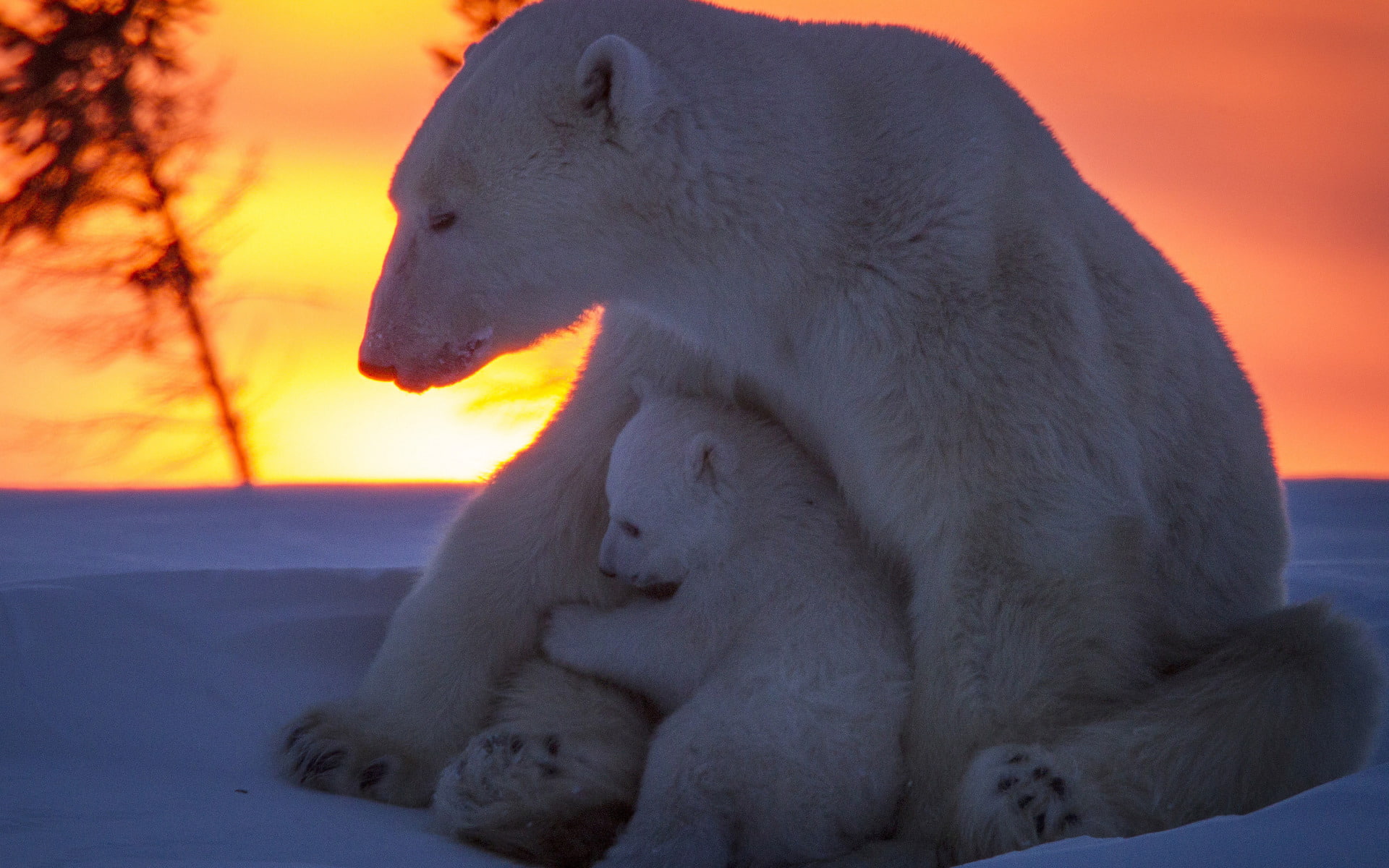 Cub, Baby Animal, Wildlife, predator (Animal), Bears, 1080P, Sunset, Polar Bear, HD Wallpaper
