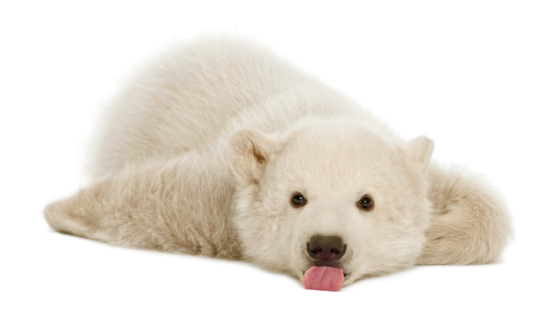Baby Animal, Lying Down, Cub, Bears, Cute, Animal, Polar Bear, 1080P, HD Wallpaper