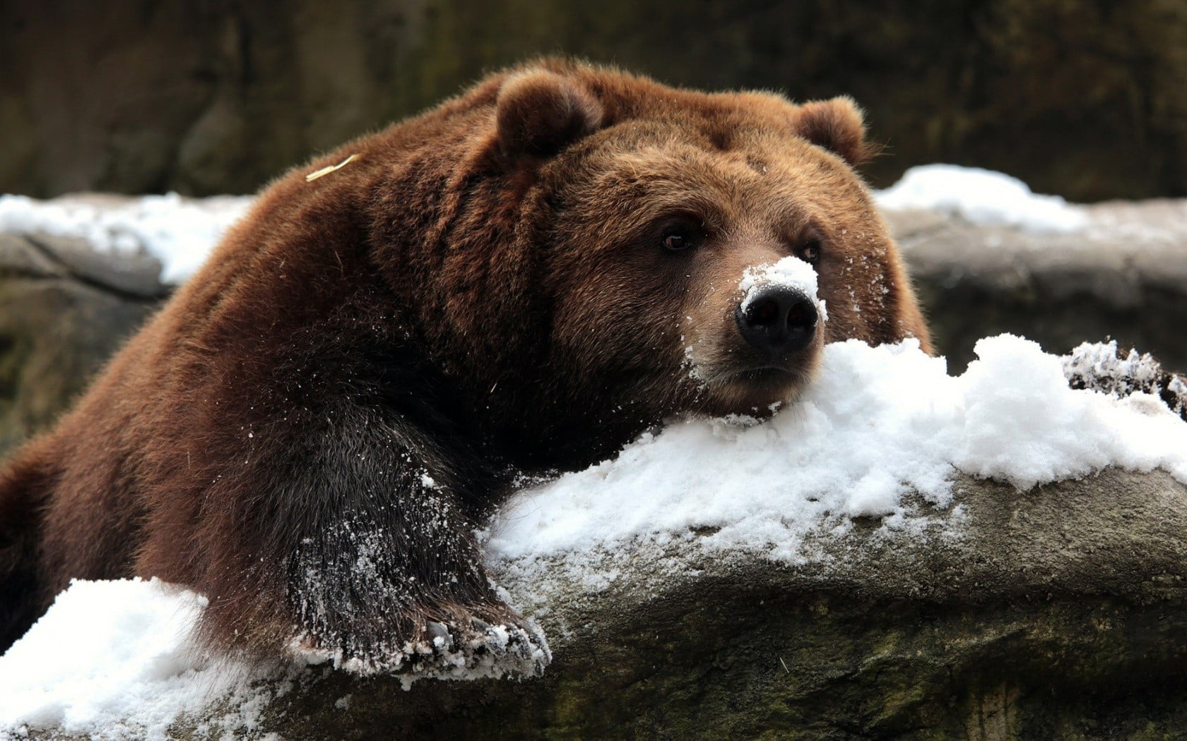 vertebrate, bear, brown, one animal, animals, toy, winter, focus on foreground, animal themes, mammal, no people, cold temperature, tree, bears, animal head, HD Wallpaper