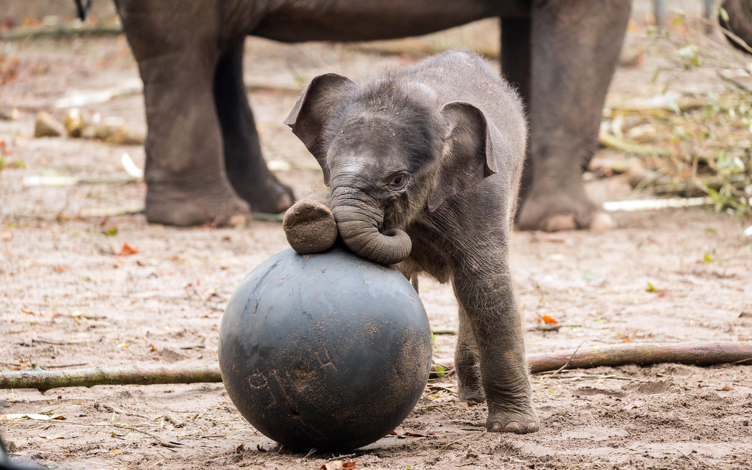zoo, animals, vertebrate, outdoors, plush, one animal, black, young animal, land, nature, domestic animals, animals in captivity, herbivorous, animal body part, HD Wallpaper