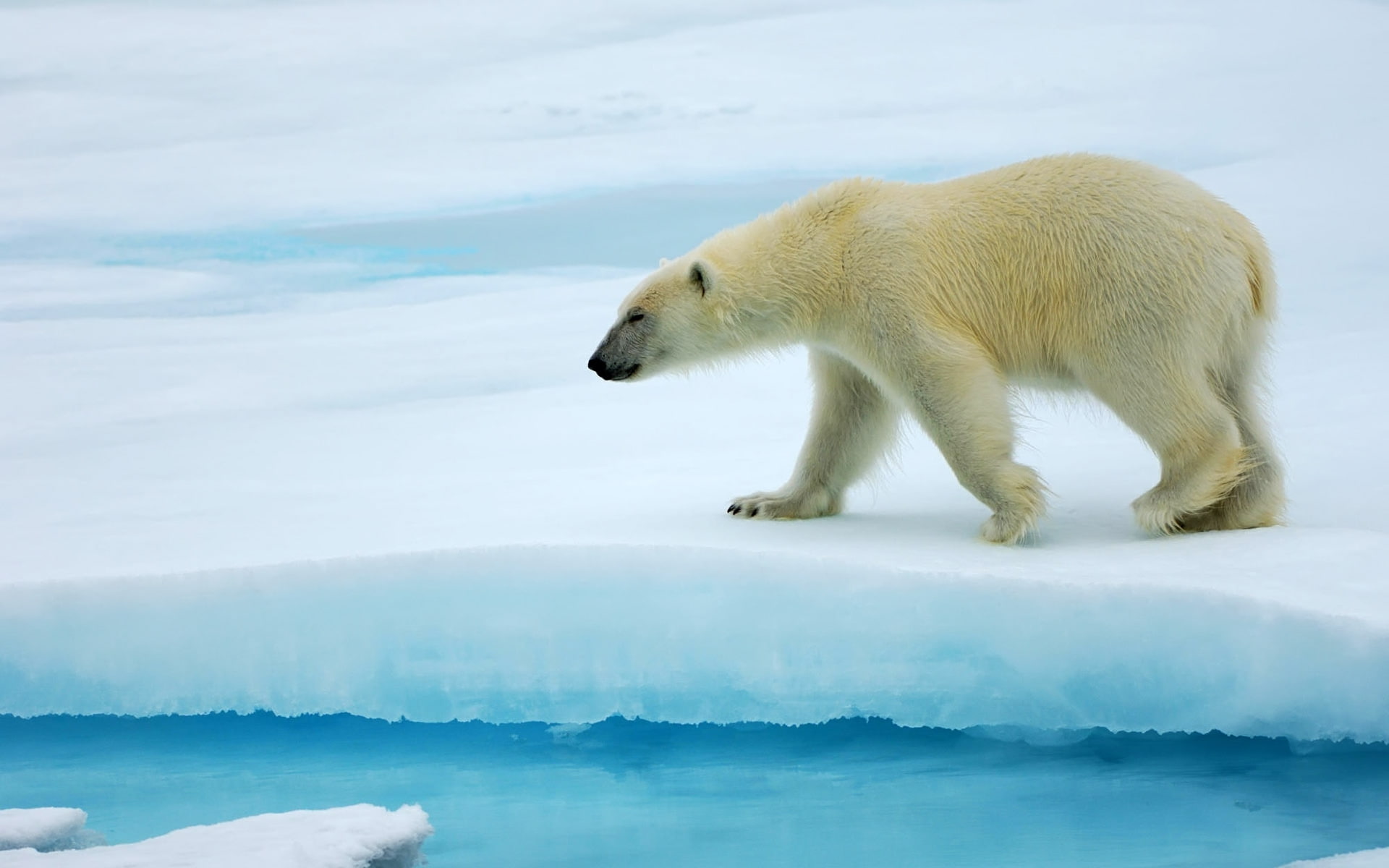 bear, alone, ice, cold, polar, polar bear, 1080P, water, HD Wallpaper