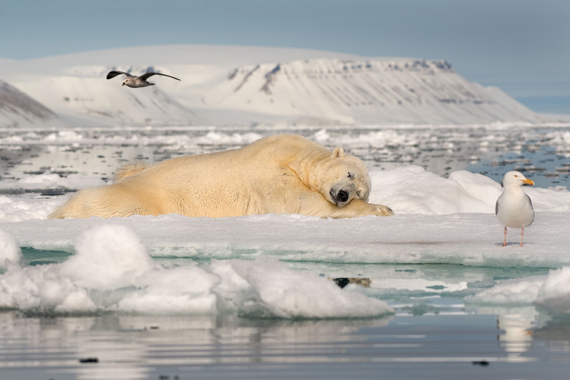 reflection, sea, polar bears, water, nature, animals, Antarctica, birds, landscape, Roie Galitz, 1080P, snow, sleeping, ice, HD Wallpaper