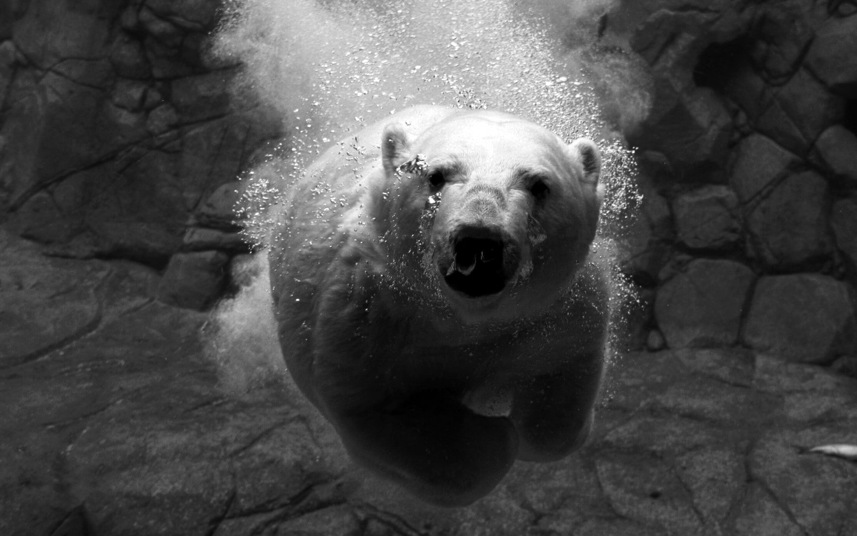 vertebrate, animal body part, solid, polar bears, looking at camera, domestic animals, no people, animal, portrait, animal themes, 720P, day, underwater, HD Wallpaper