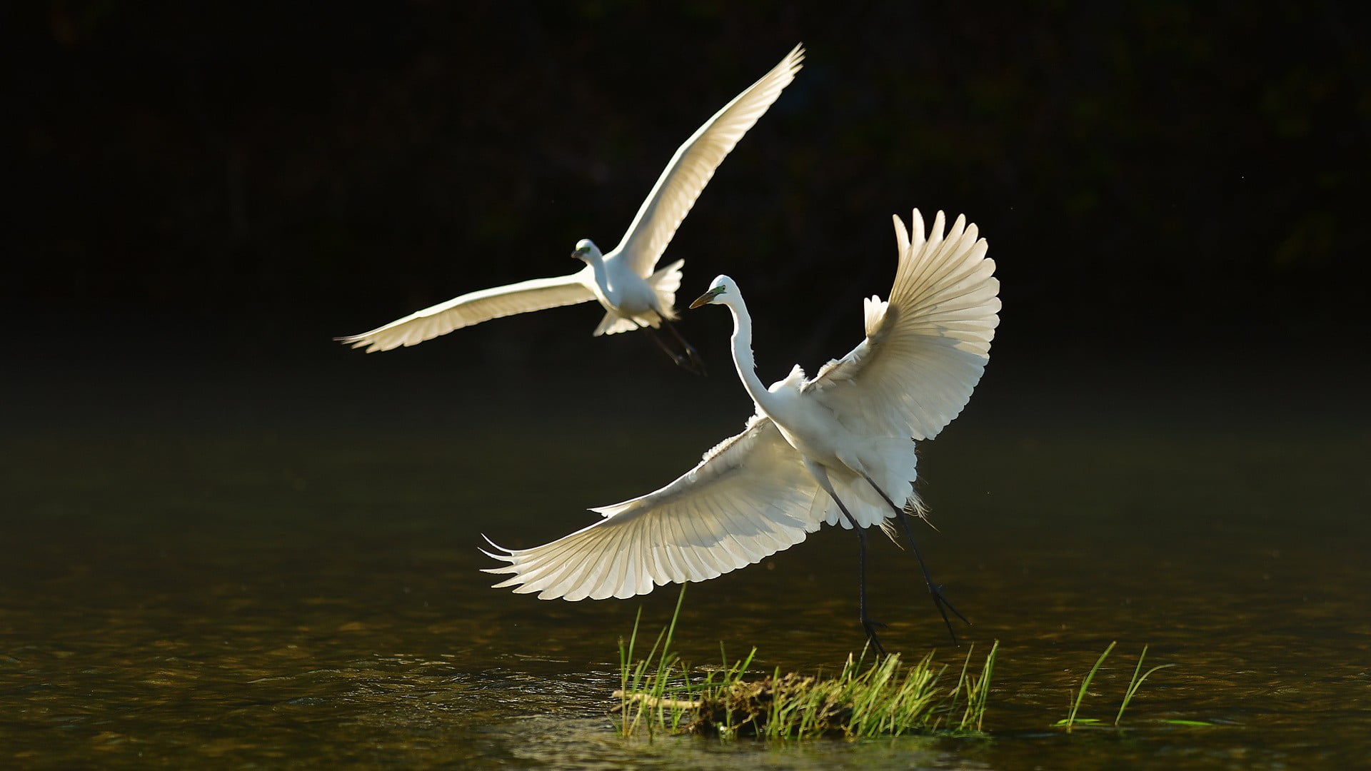 1080P, birds, no people, animal, animal wildlife, black, figurine, reflection, spread wings, waterfront, water, white color, bird, one animal, nature, HD Wallpaper