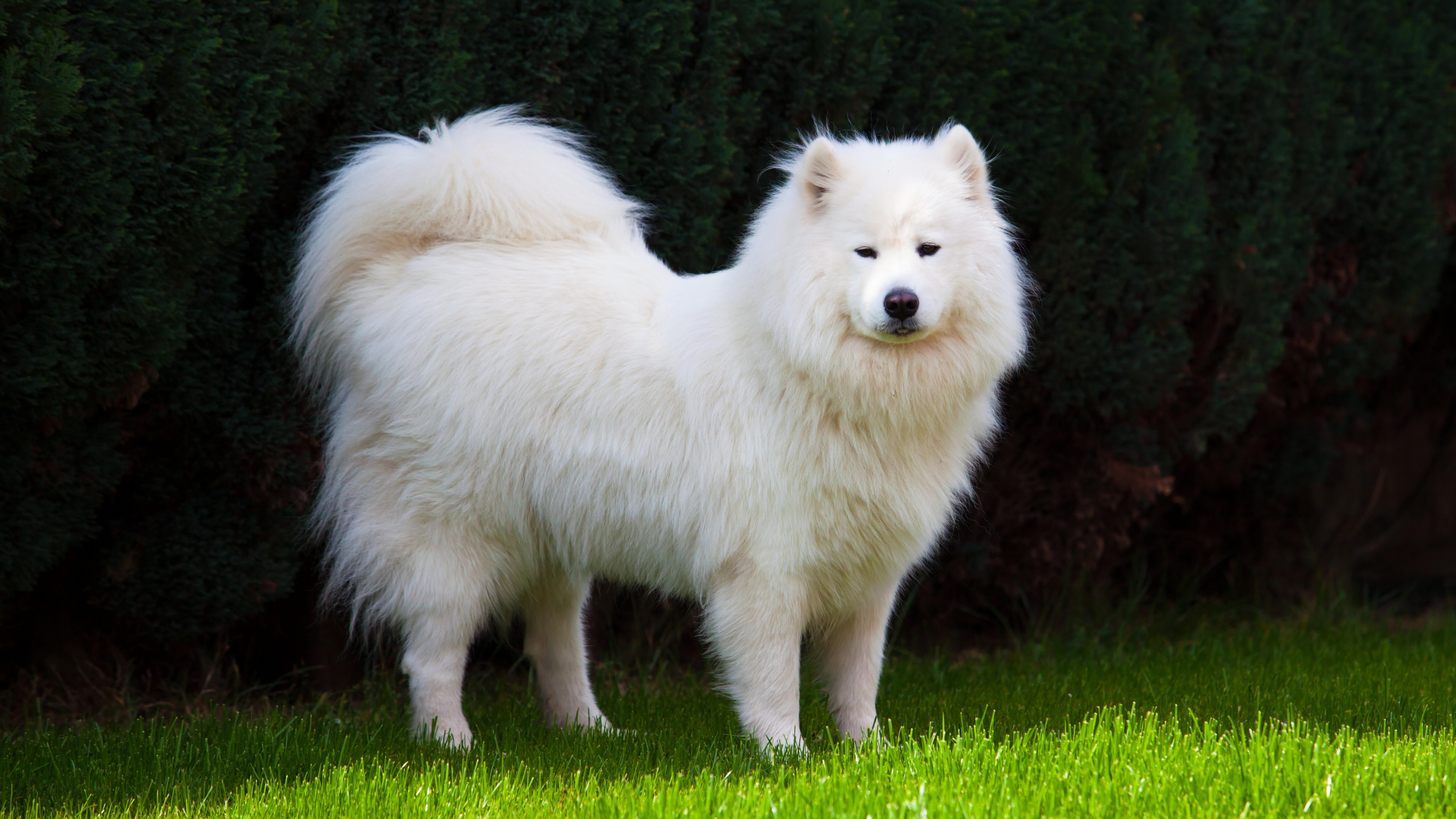 canine, 8K, dog breed, dog, mammal, white dog, samoyed dog, samoyed, HD Wallpaper