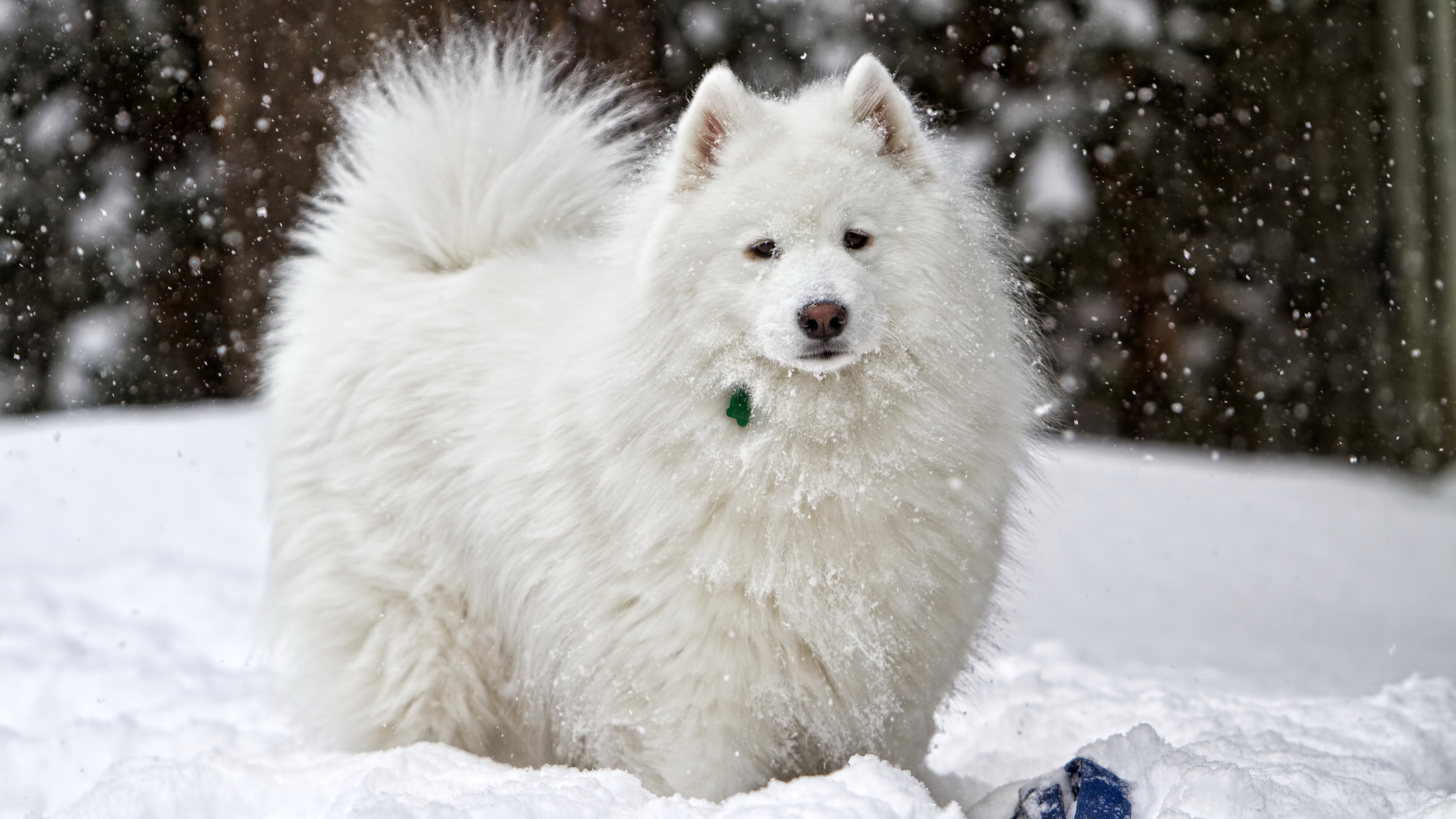 8K, nature, white color, animals in the wild, one animal, animal, snowing, domestic, blizzard, snow, animal themes, vertebrate, day, no people, extreme weather, HD Wallpaper