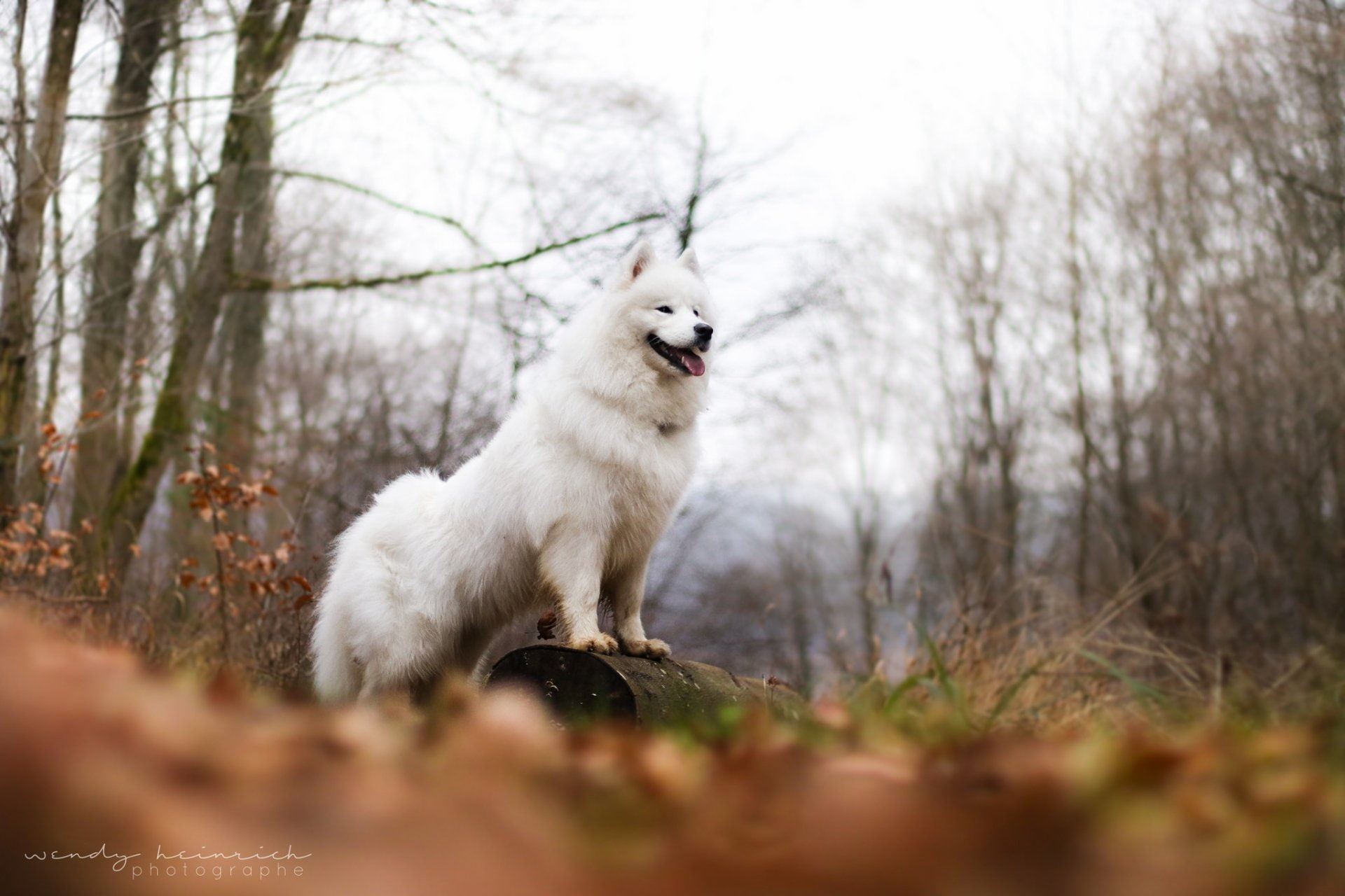 dog, tree, 1080P, pets, domestic, white color, Samoyed, animal, Dogs, domestic animals, selective focus, one animal, land, wolf, outdoors, forest, looking, HD Wallpaper