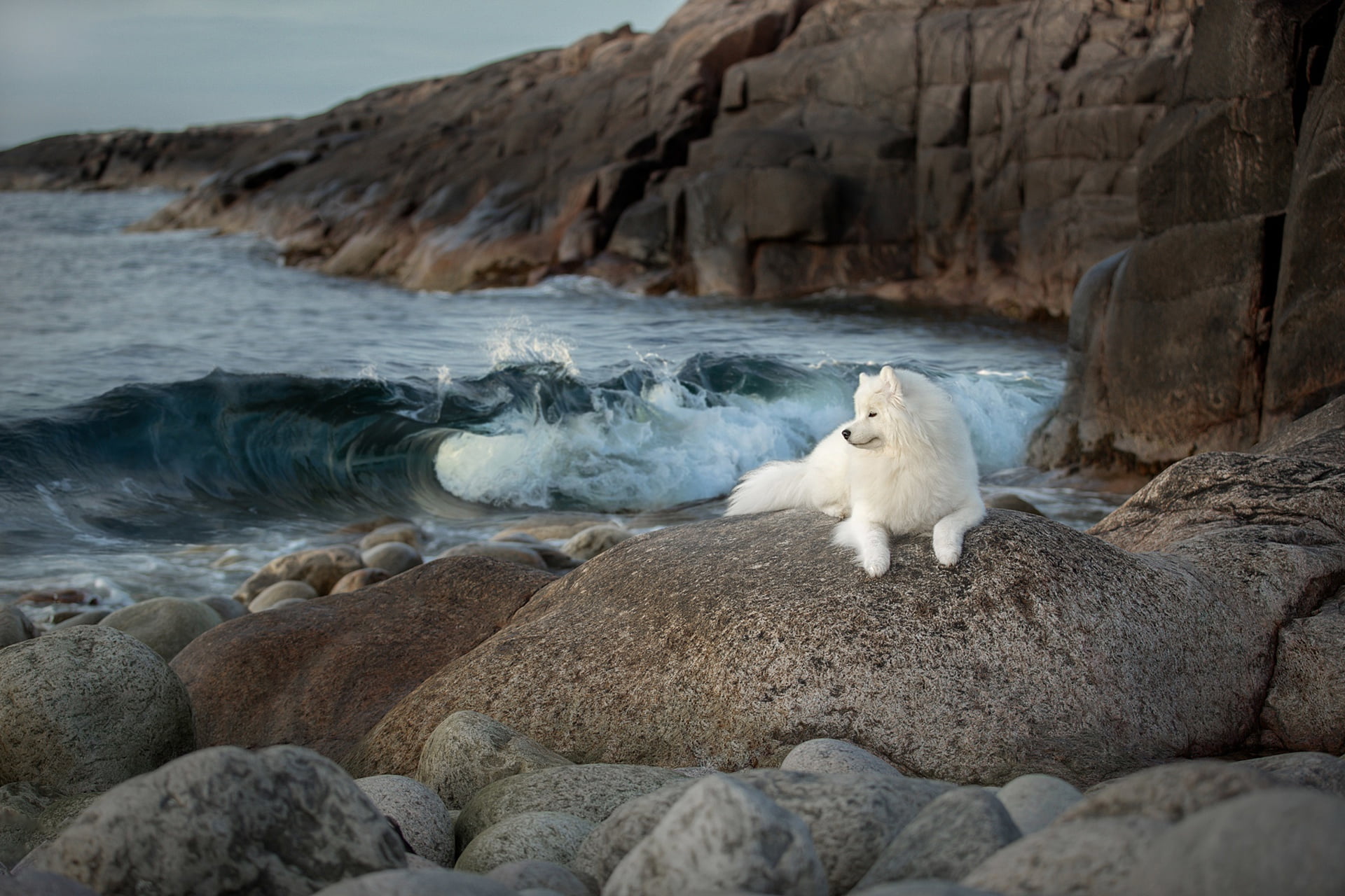 1080P, Dog, Pet, Dogs, Samoyed, HD Wallpaper