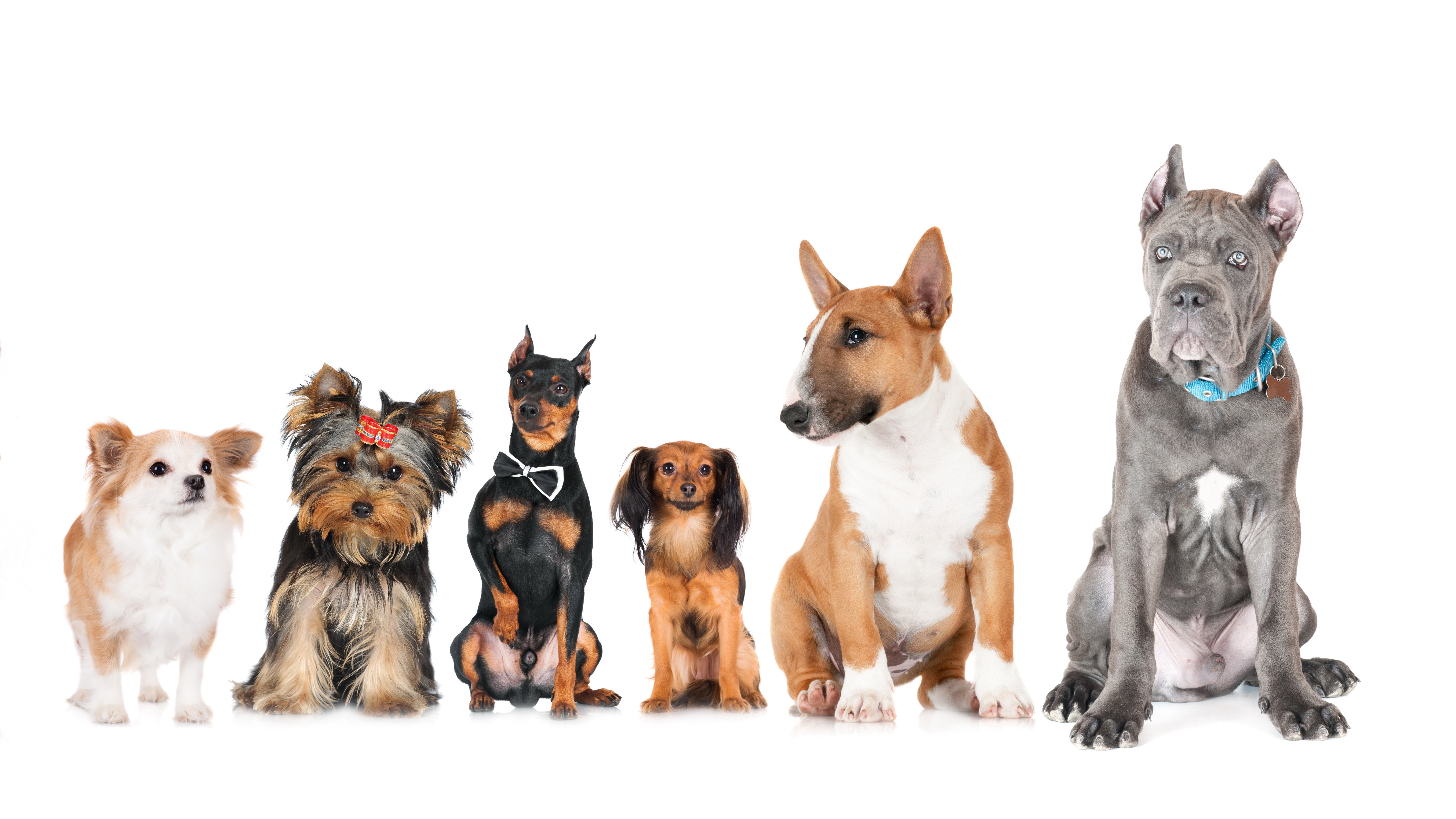 dog, 8k, 8k uhd, dogs, dog breed, dog breeds, 8K, HD Wallpaper