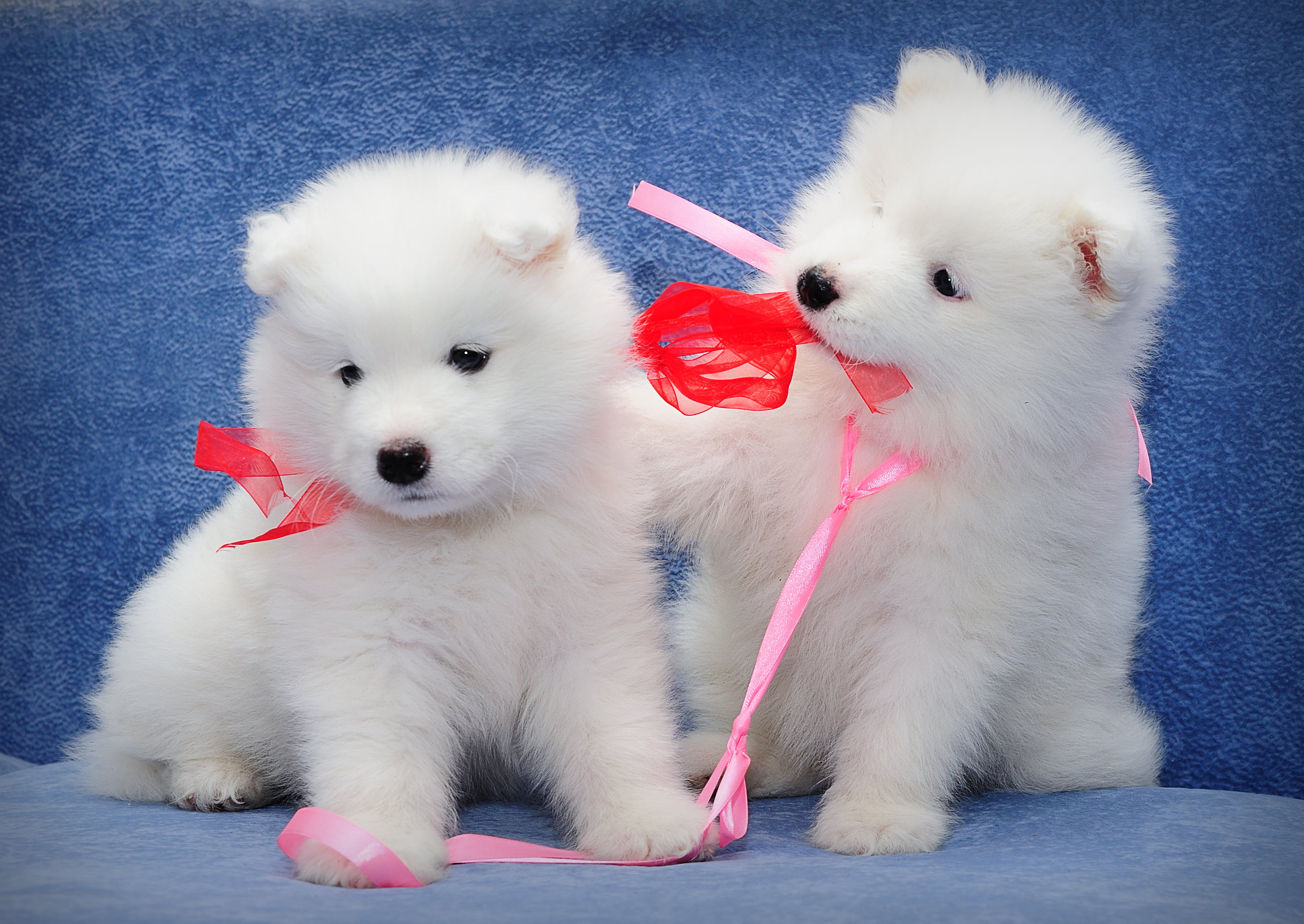 puppies, one animal, cute, white color, 2K, mammal, white, domestic, two, no people, a couple, animal themes, puppy, kids, portrait, domestic animals, HD Wallpaper