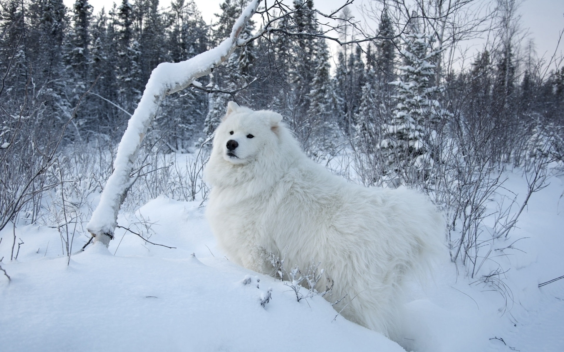 Dog, Trees, White, Samoyed, 1080P, Snow, HD Wallpaper