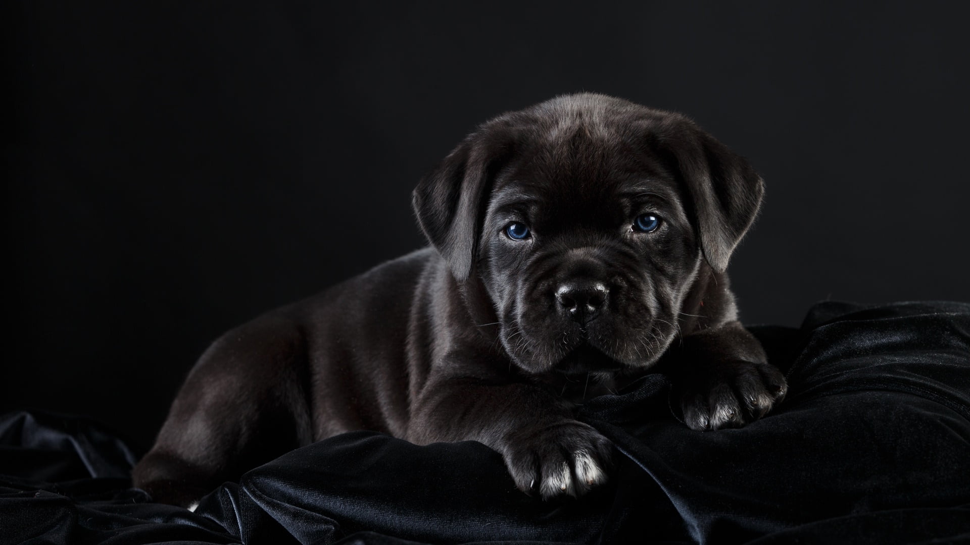 animal themes, vertebrate, studio shot, black dog, black, pet, no people, relaxation, canine, black color, indoors, black background, animal, close-up, HD Wallpaper