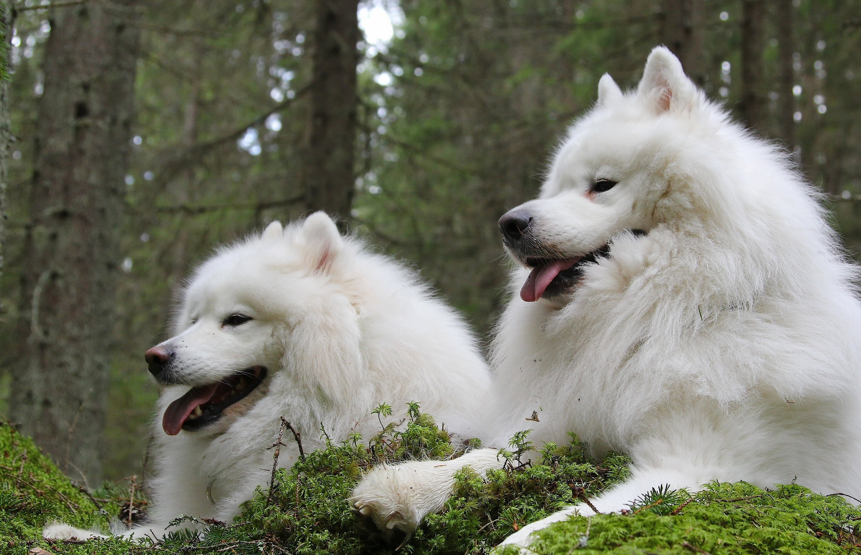 dog, grass, couple, mammal, tree, sitting, walking, samoyed Dog, adult, siberian Husky, cute, beautiful, fun, animal themes, pomeranian, 2K, outdoors, HD Wallpaper
