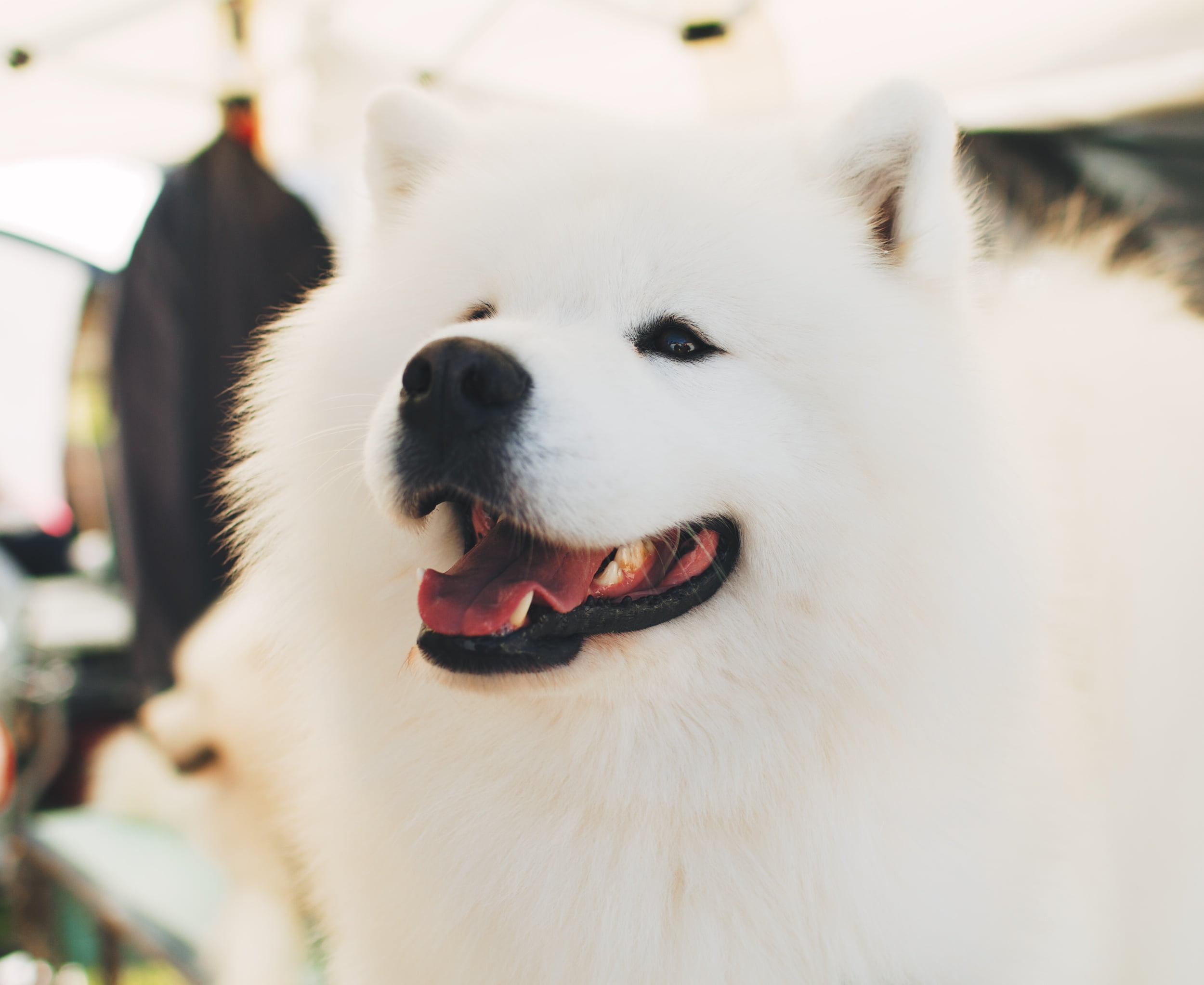 animal head, animal tongue, one animal, fluffy, domestic animals, animal mouth, 1080P, mouth open, samoyed dog, animal themes, focus on foreground, no people, HD Wallpaper