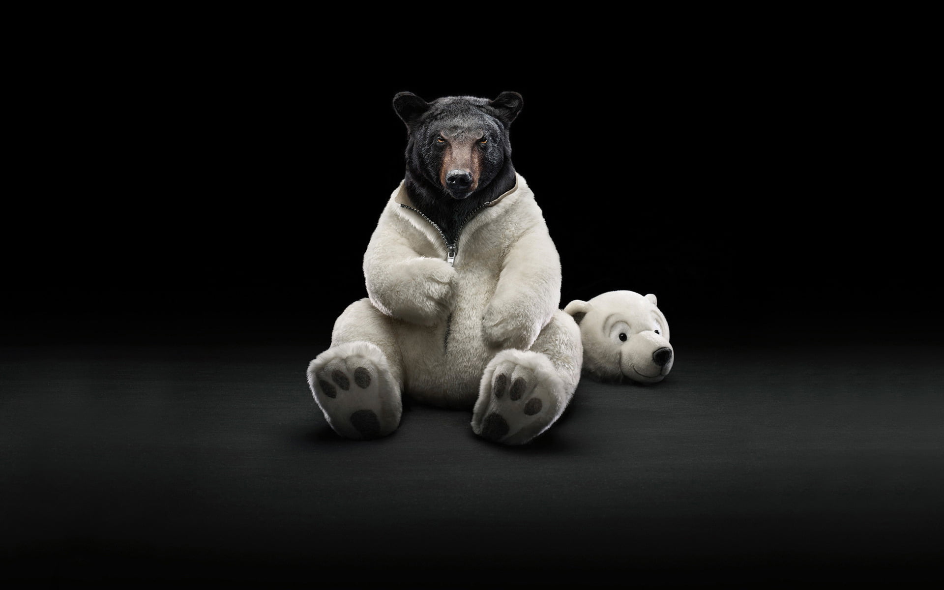 1080P, black Background, dog, playful, fur, looking at camera, copy space, animal head, vertebrate, friendship, wearing, domestic, cute, indoors, mammal, HD Wallpaper