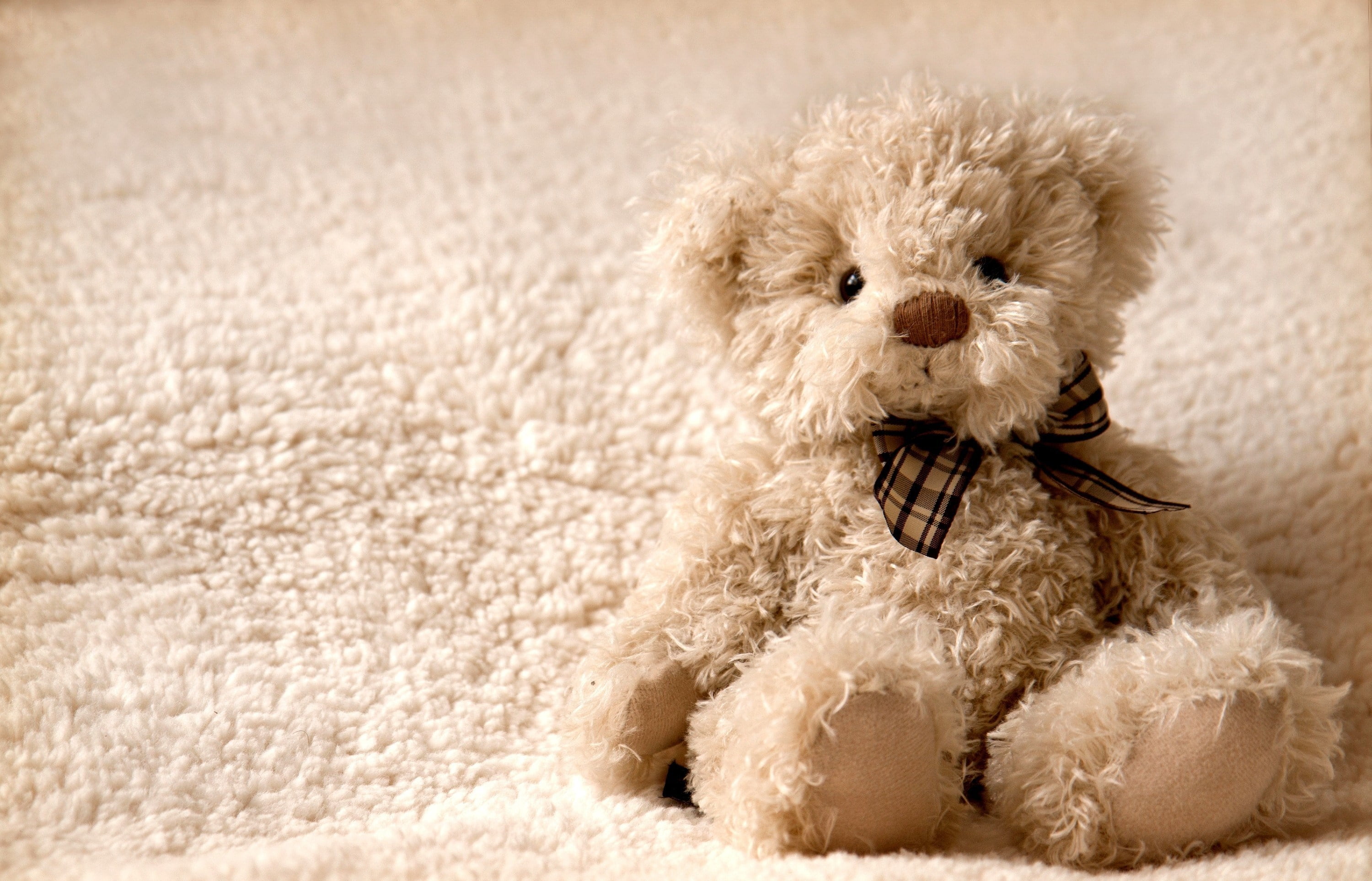 plush, child, small, fluffy, one animal, color Image, mammal, animal, toy, innocence, pets, poodle, white, beige, no People, studio Shot, teddy Bear, love, HD Wallpaper