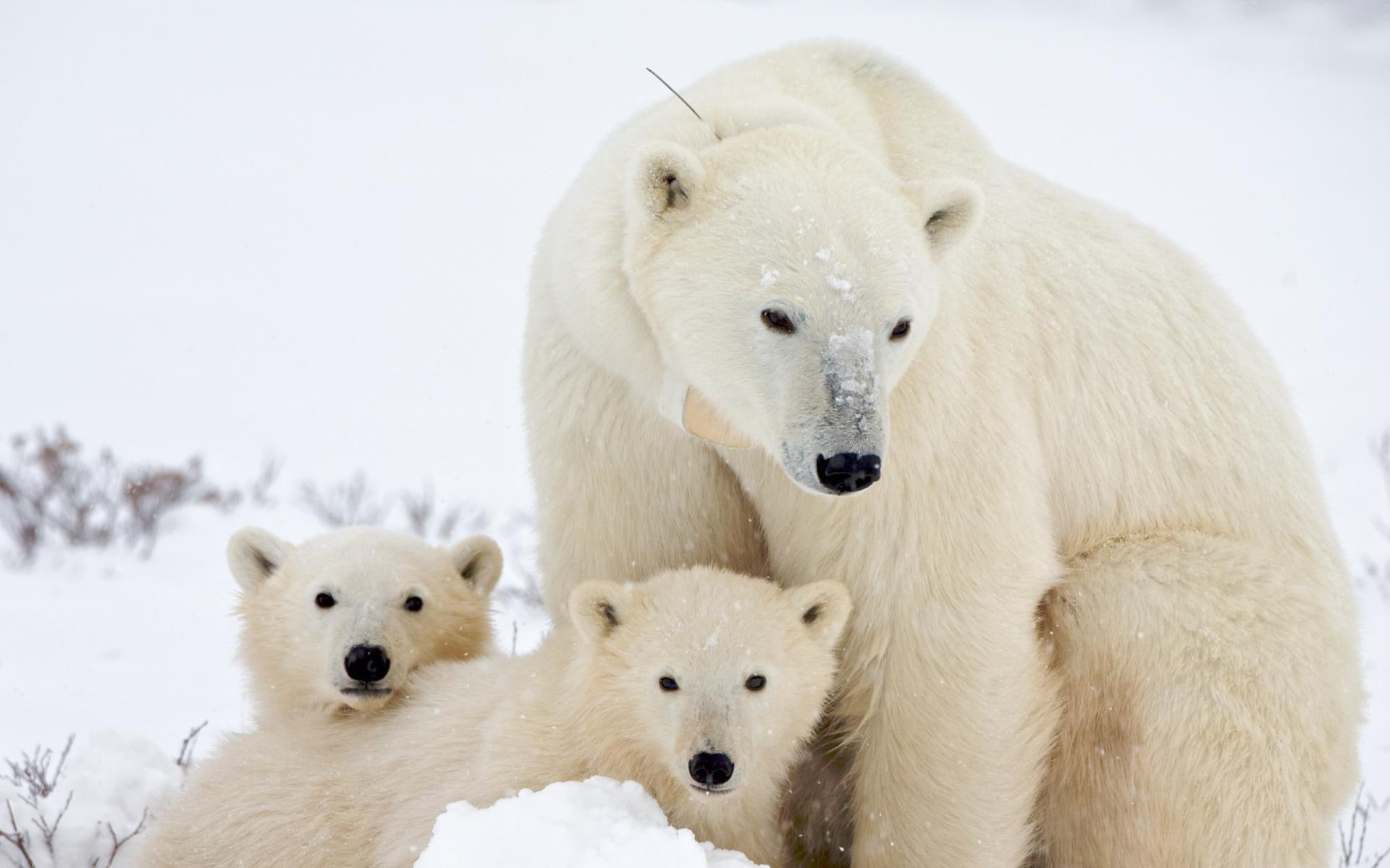 polar, polar bear, animals, 1920x1200, cubs, bear, 1080P, HD Wallpaper