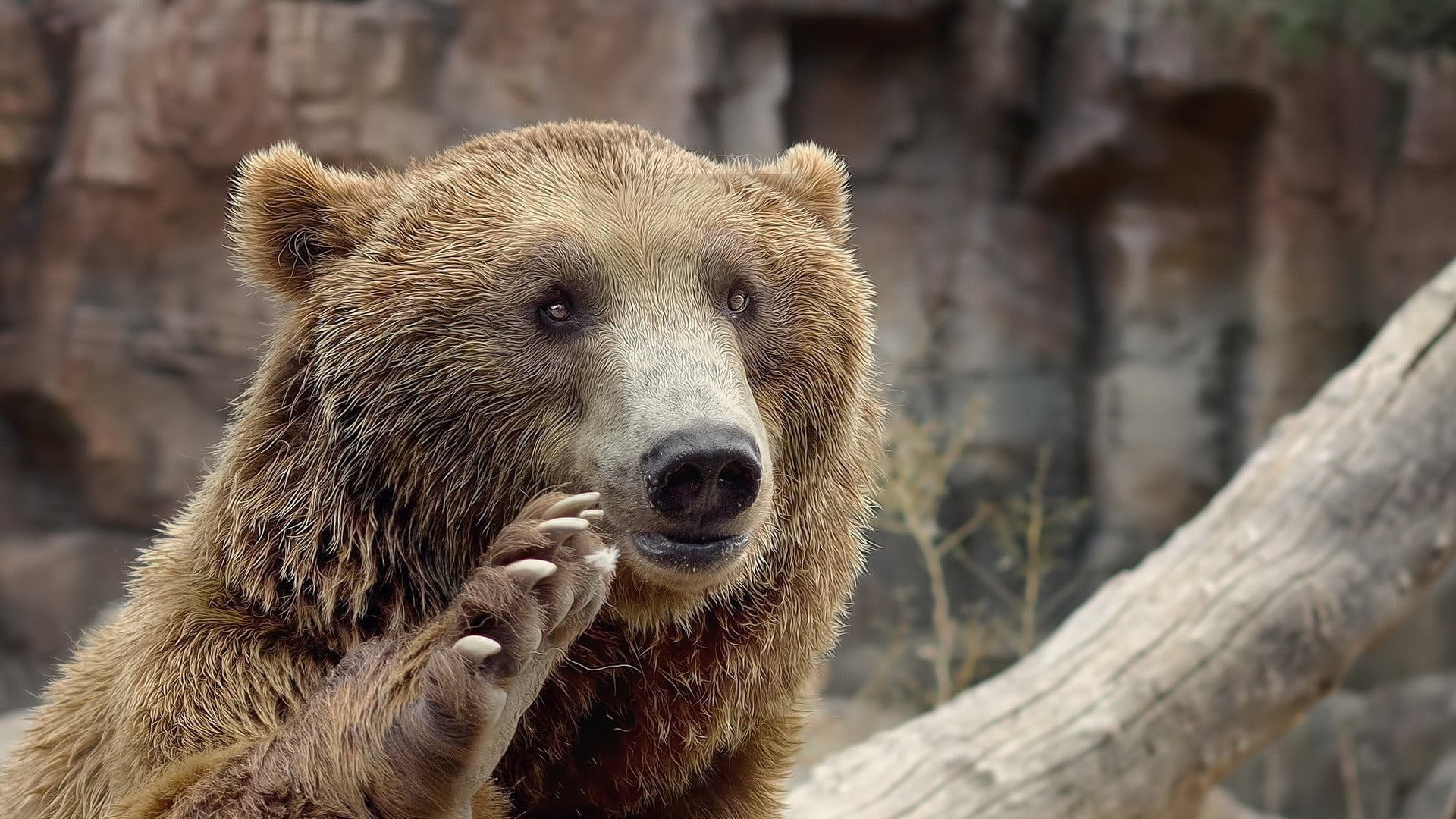 animals in the wild, one animal, animal wildlife, focus on foreground, wood - material, zoo, animal head, outdoors, short, bear, bears, tree, dog, grizzly bear, HD Wallpaper