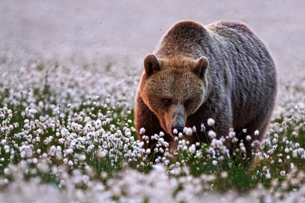 selective focus, one animal, brown, animal, dog, flowering plant, bear, outdoors, springtime, nature, mammal, animals hunting, survival, animals, coated, HD Wallpaper