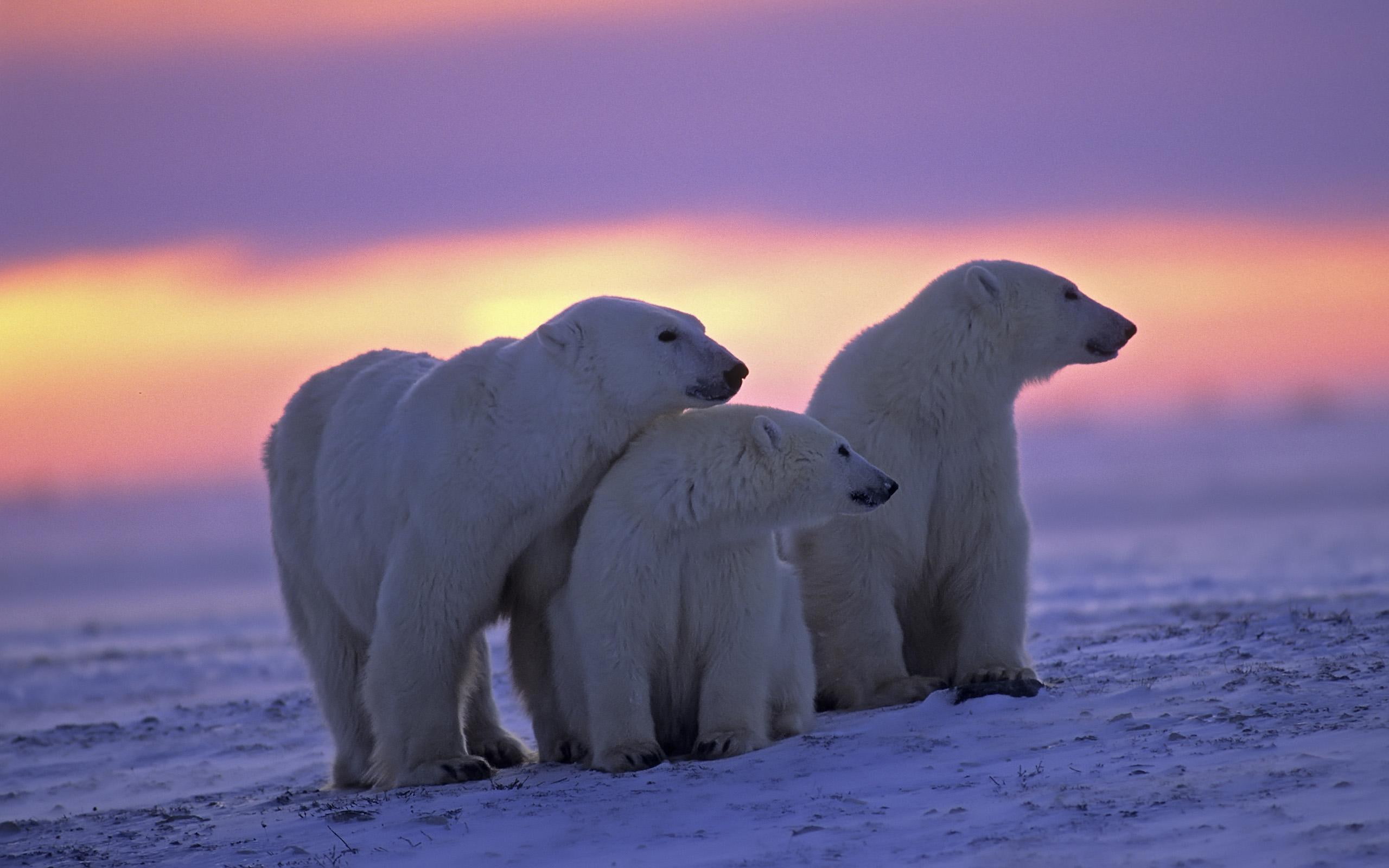 twilight, bear, polar, three, snow, bears, animals, 2K, family, polar bears, sunsets, HD Wallpaper