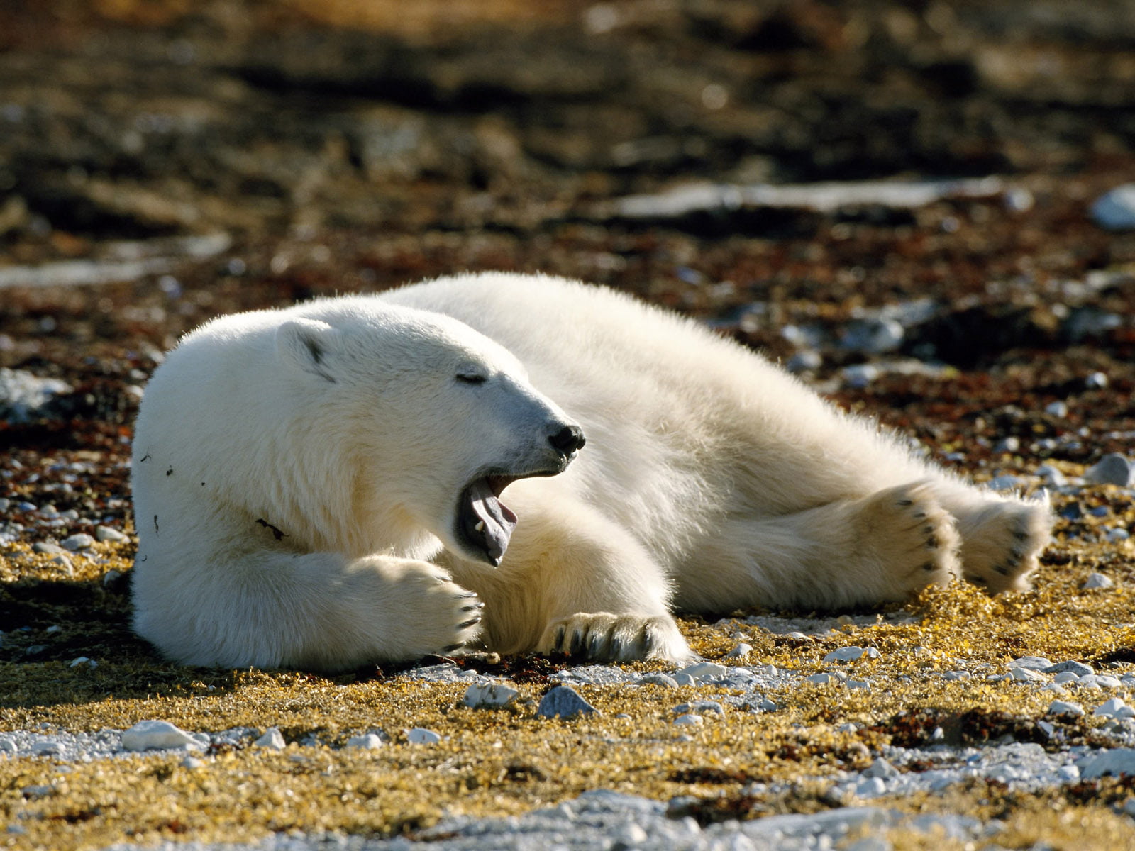 720P, polar Bear, polar, wildlife, animal, rock, cute, arctic, bear, mammal, outdoors, nature, terrain, lying, HD Wallpaper