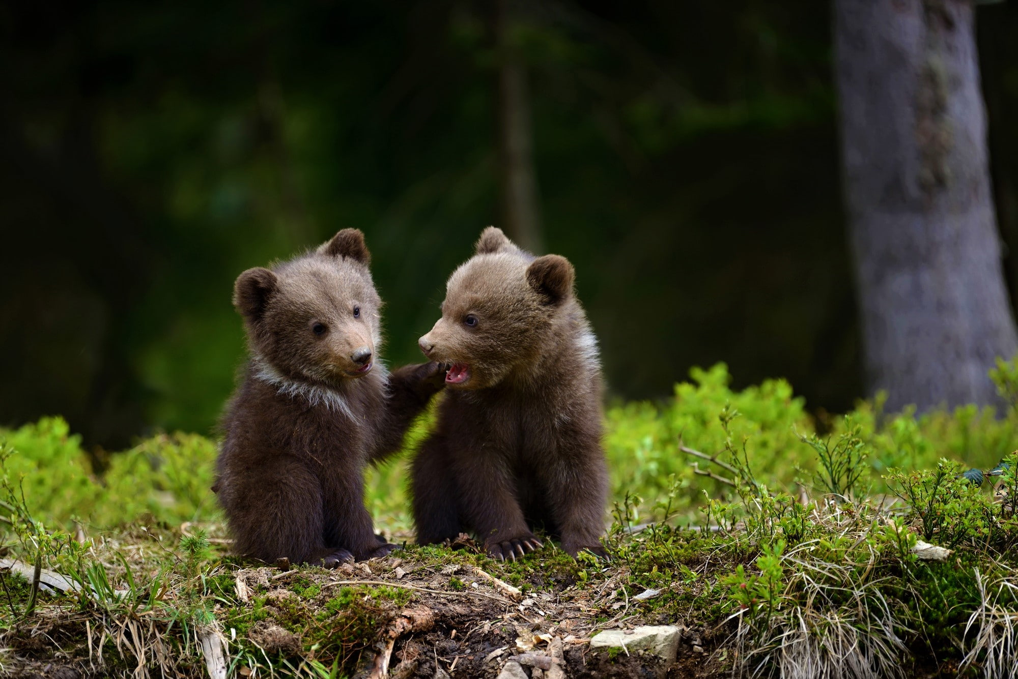 cub, baby, cute, 1080P, adorable, bear, animal, HD Wallpaper