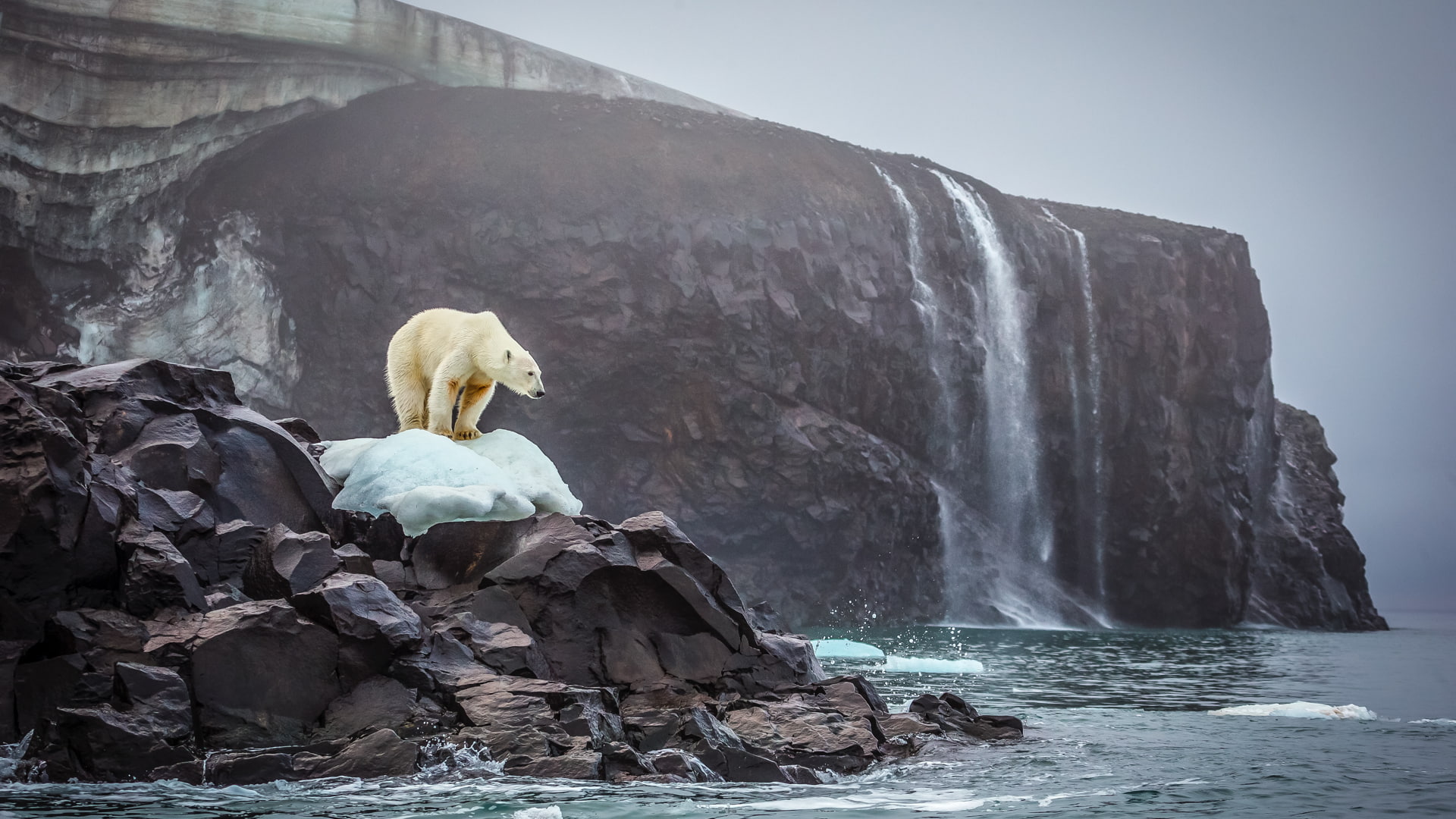 rocks, polar bears, bears, rock, 1080P, sea, waterfall, nature, glaciers, HD Wallpaper