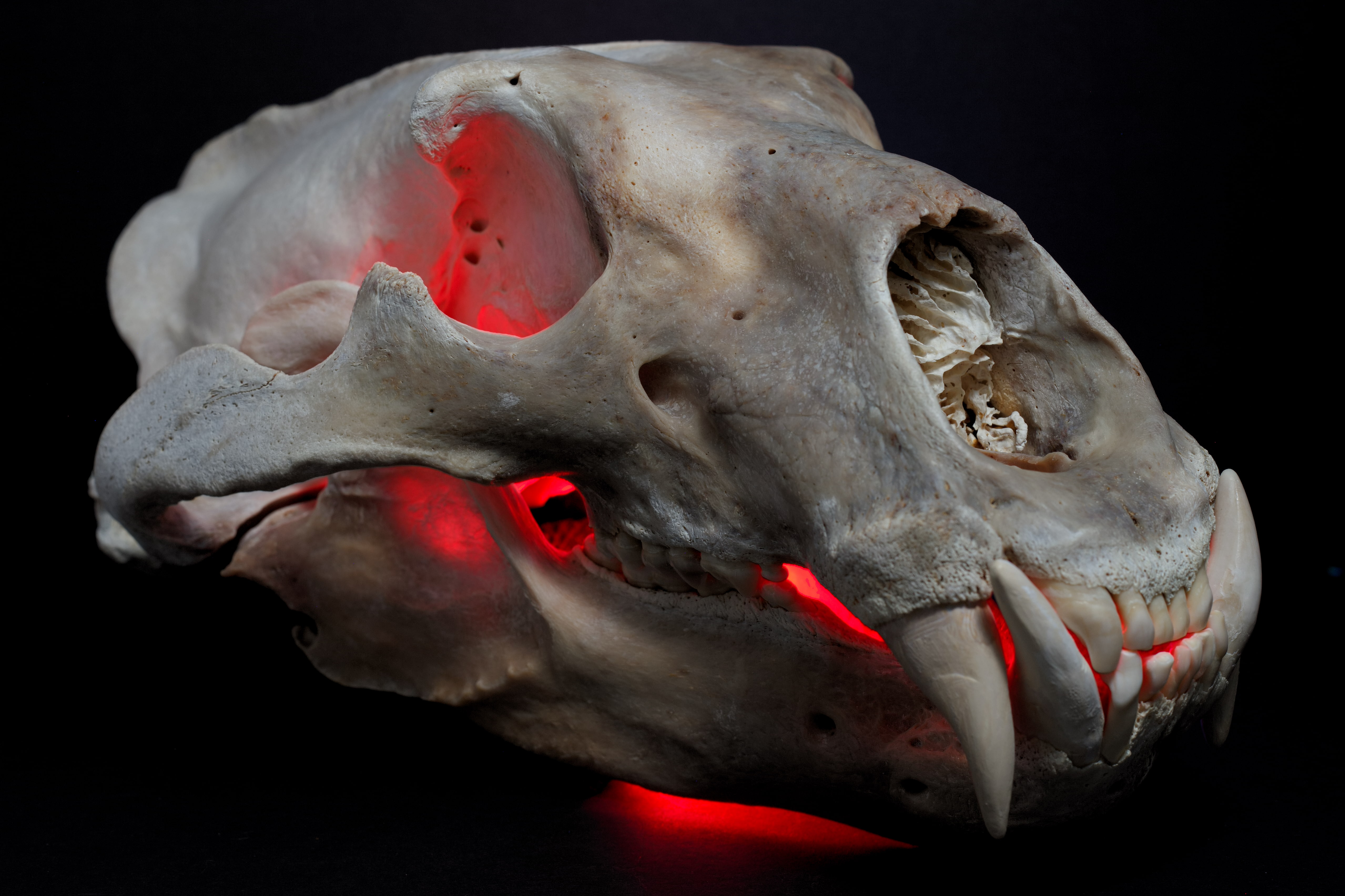 skull, 4K, colorful, black background, polar bears, red, teeth, HD Wallpaper